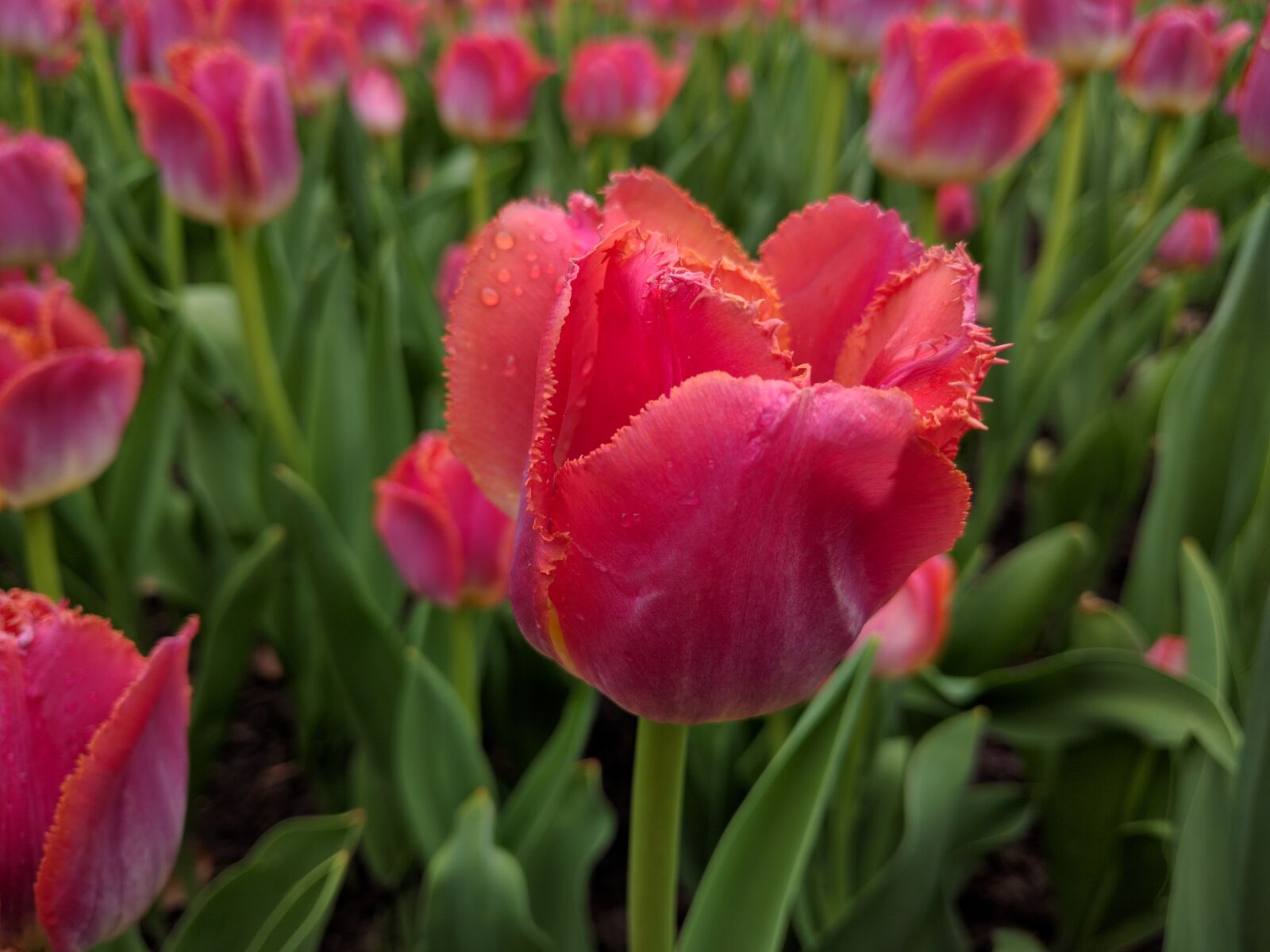 Google Nexus 6P sample photo. Tulip, flower, spring photography