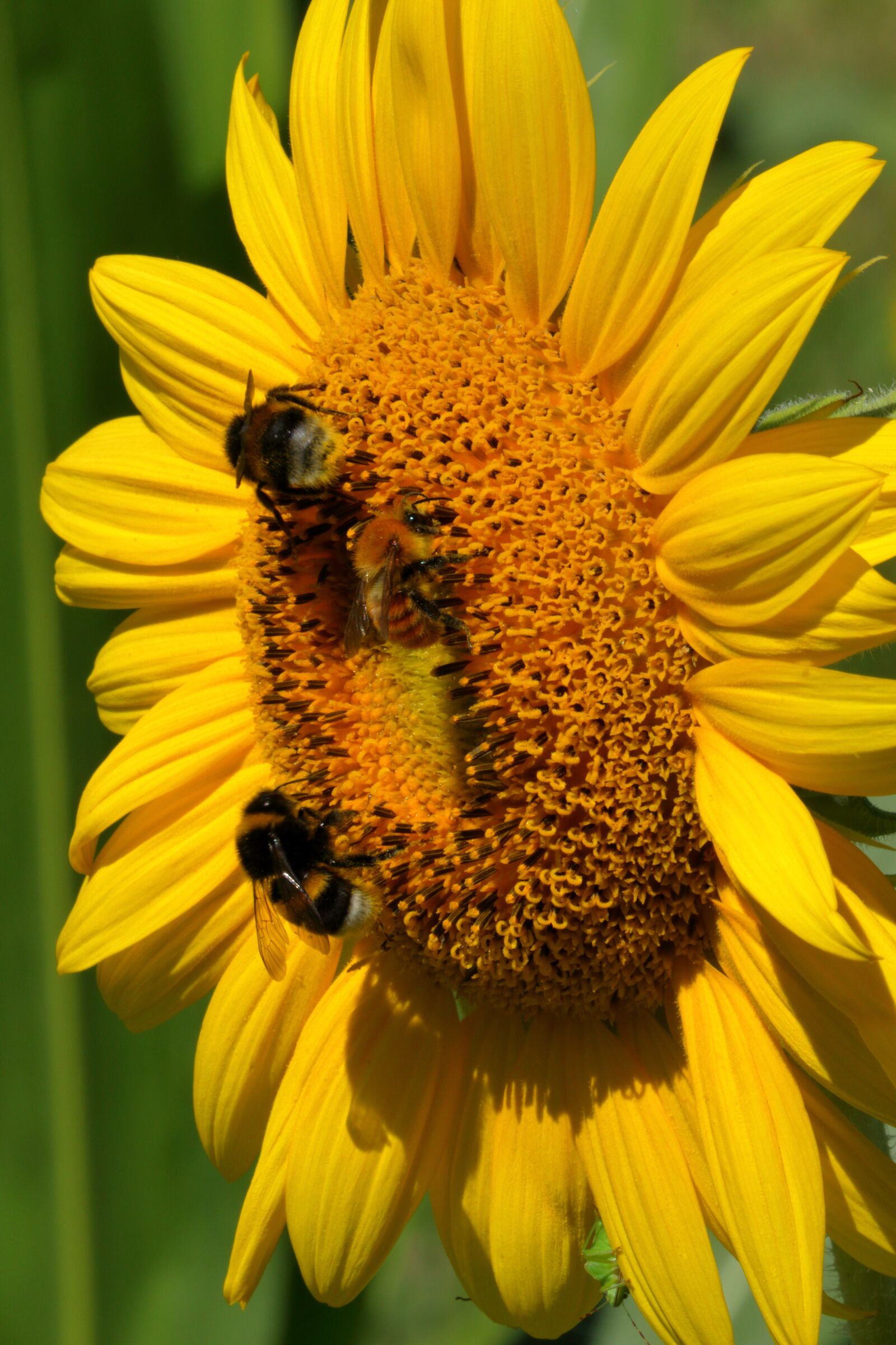Canon EOS 7D Mark II sample photo. Insects, sunflower, nature photography