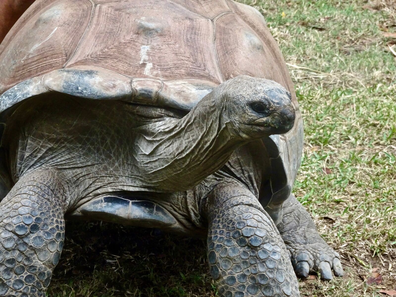 Sony Cyber-shot DSC-HX90V sample photo. Tortoise, slow, large photography