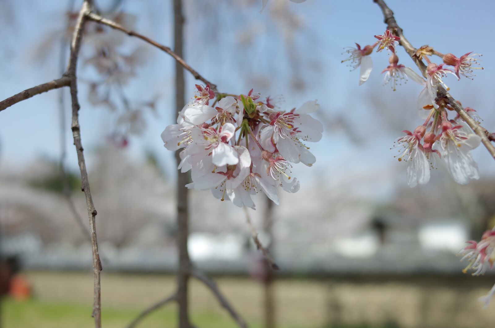 Ricoh GR II sample photo. Cherry blossom, flowers, plant photography