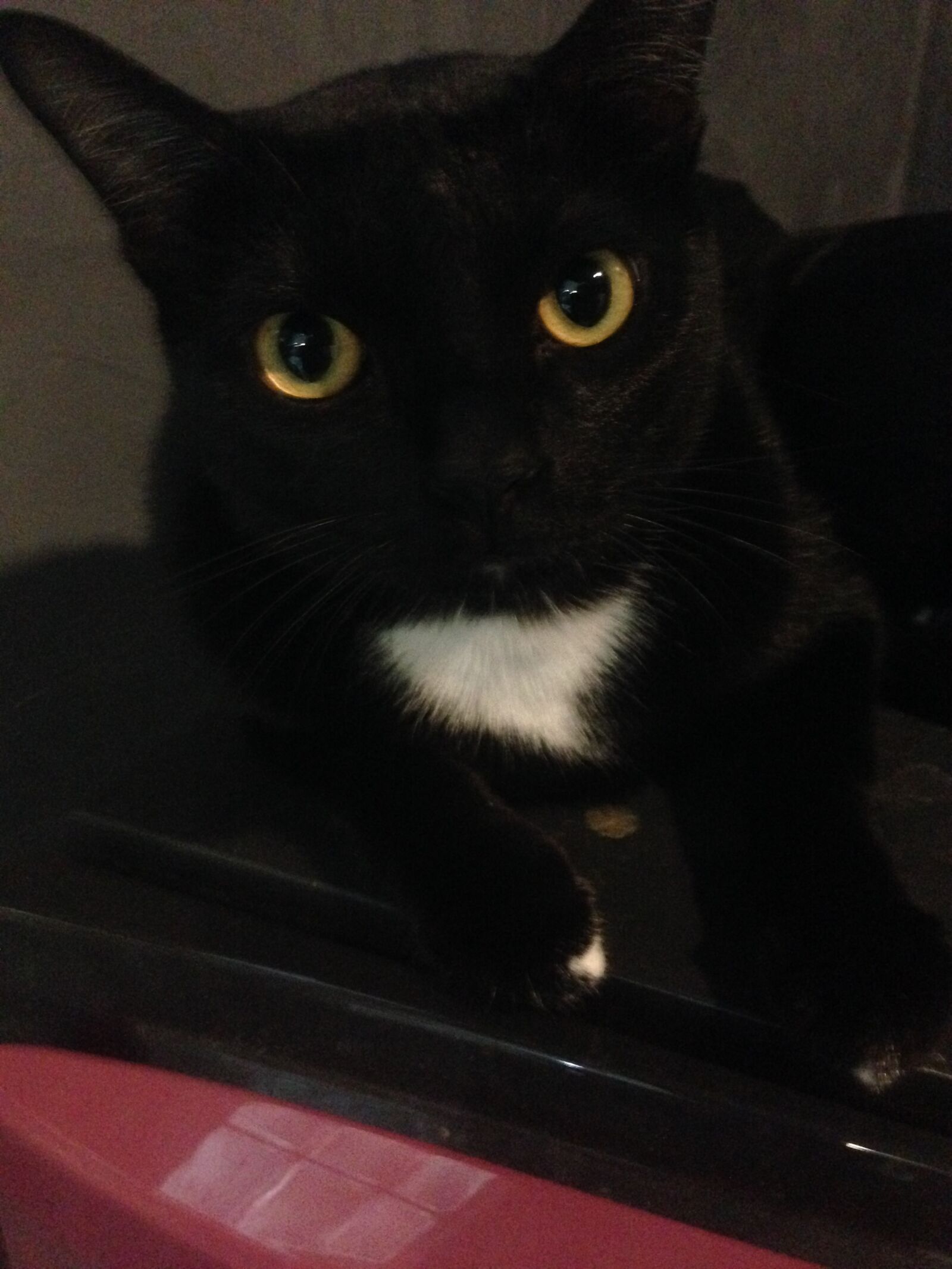iPhone 5 back camera 4.12mm f/2.4 sample photo. Cat, black cat, pets photography