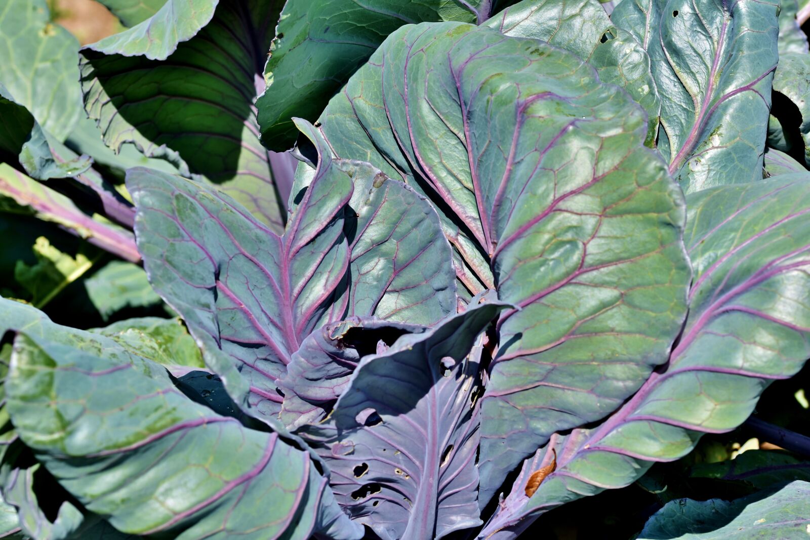Nikon D7200 sample photo. Red cabbage, kohl, cabbage photography