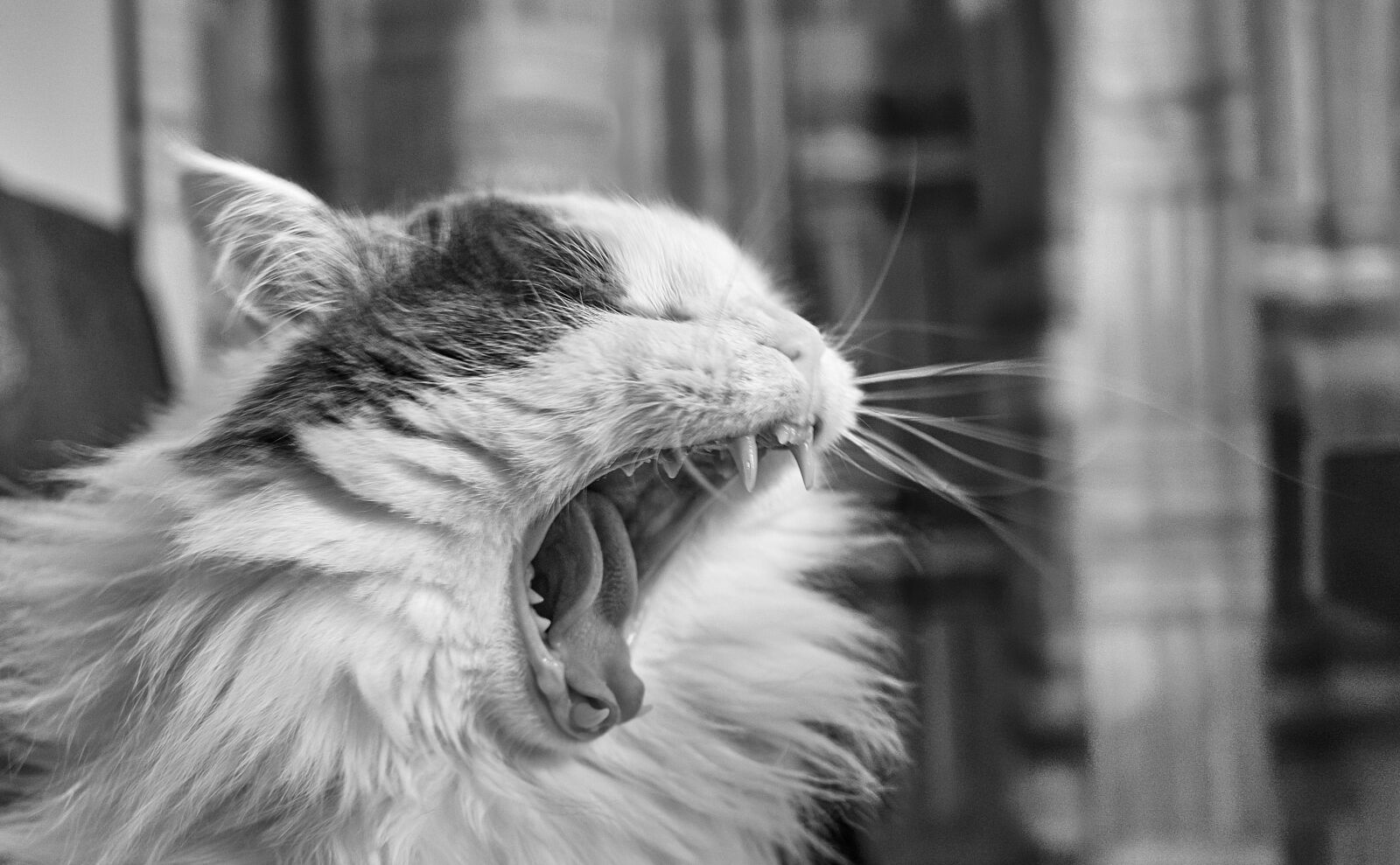 Sony FE 28-70mm F3.5-5.6 OSS sample photo. Cat, yawning cat, animal photography