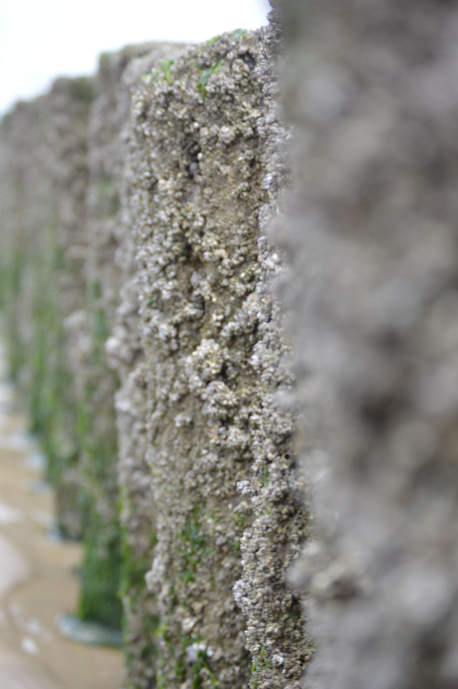 Nikon D3200 sample photo. Mussels, pile, summer photography