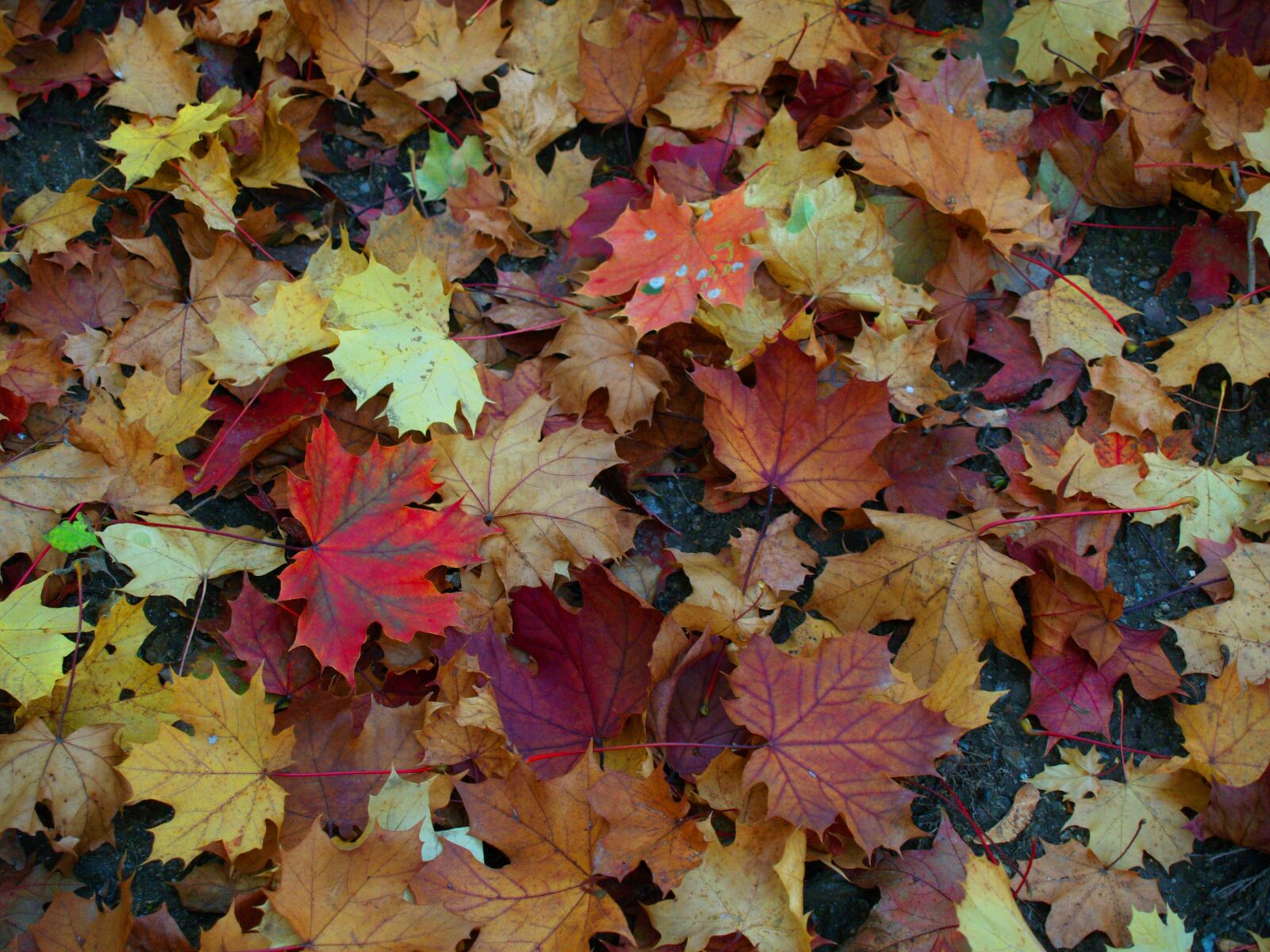 Olympus E-500 (EVOLT E-500) sample photo. Autumn, leaves, maple photography