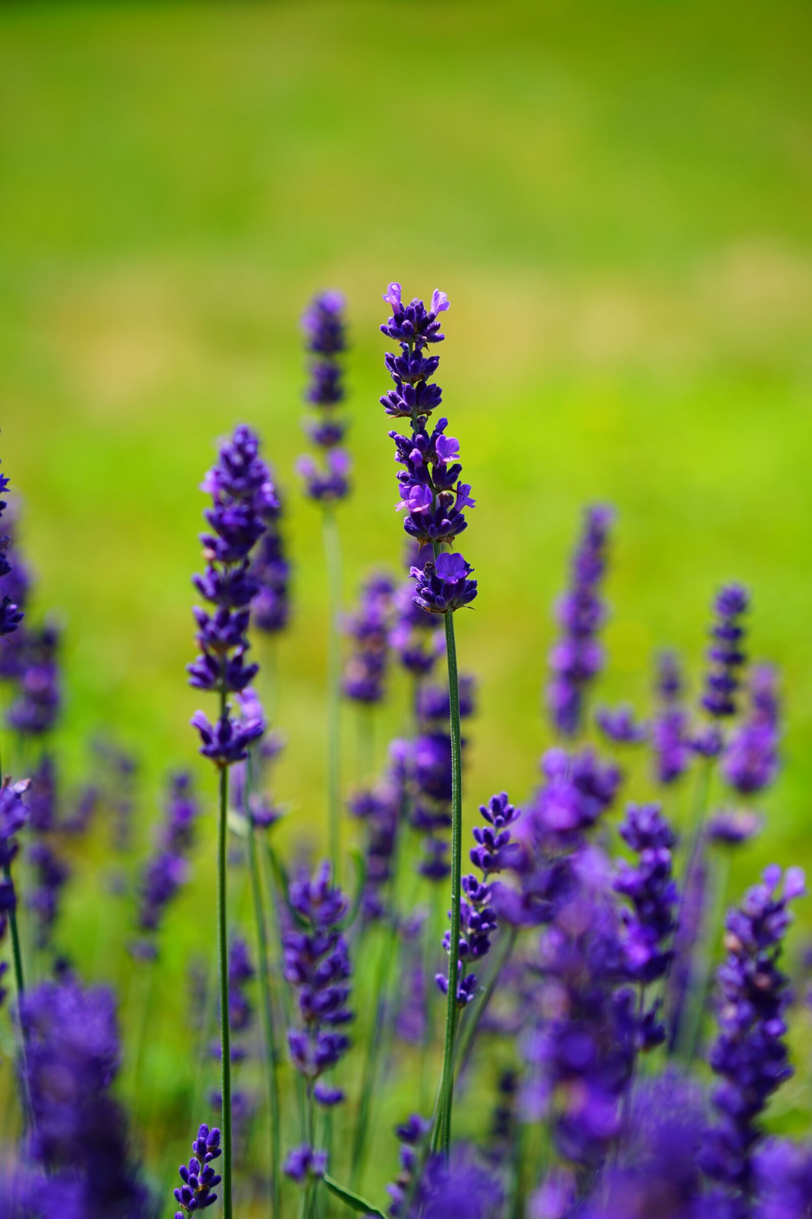 Sony a7 + Sony Sonnar T* FE 55mm F1.8 ZA sample photo. Lavender, flowers, flower photography