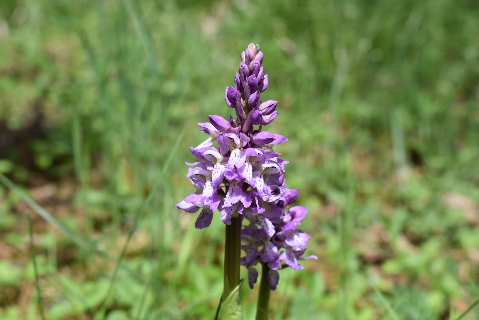 Nikon D5600 sample photo. Flower, orchid, wild photography