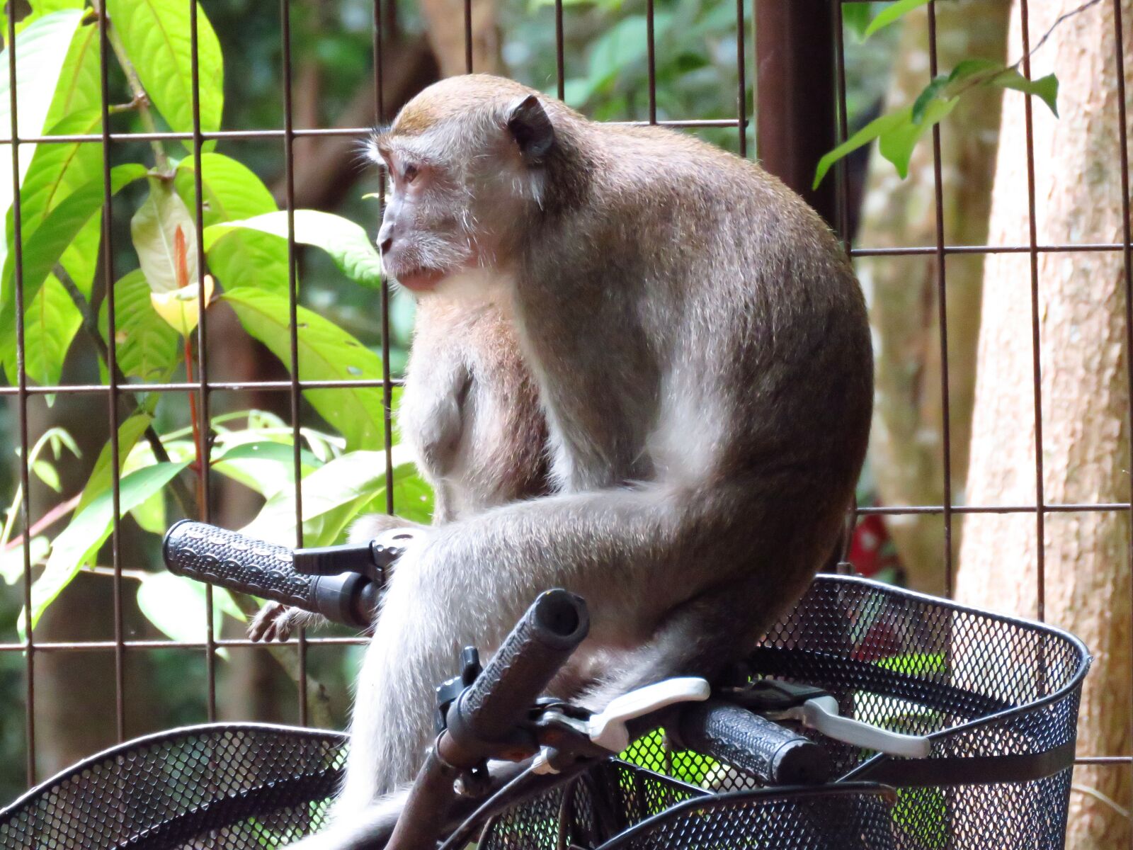 Canon PowerShot SX60 HS sample photo. Naughty monkey, monkey, bicycle photography