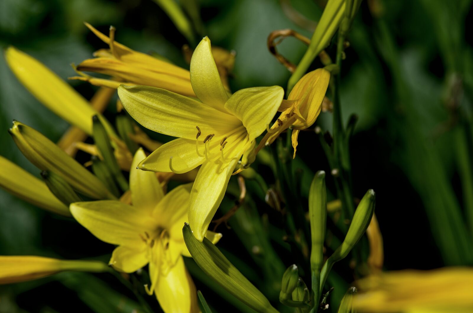 Nikon D7000 sample photo. Daylily, yellow, garden photography