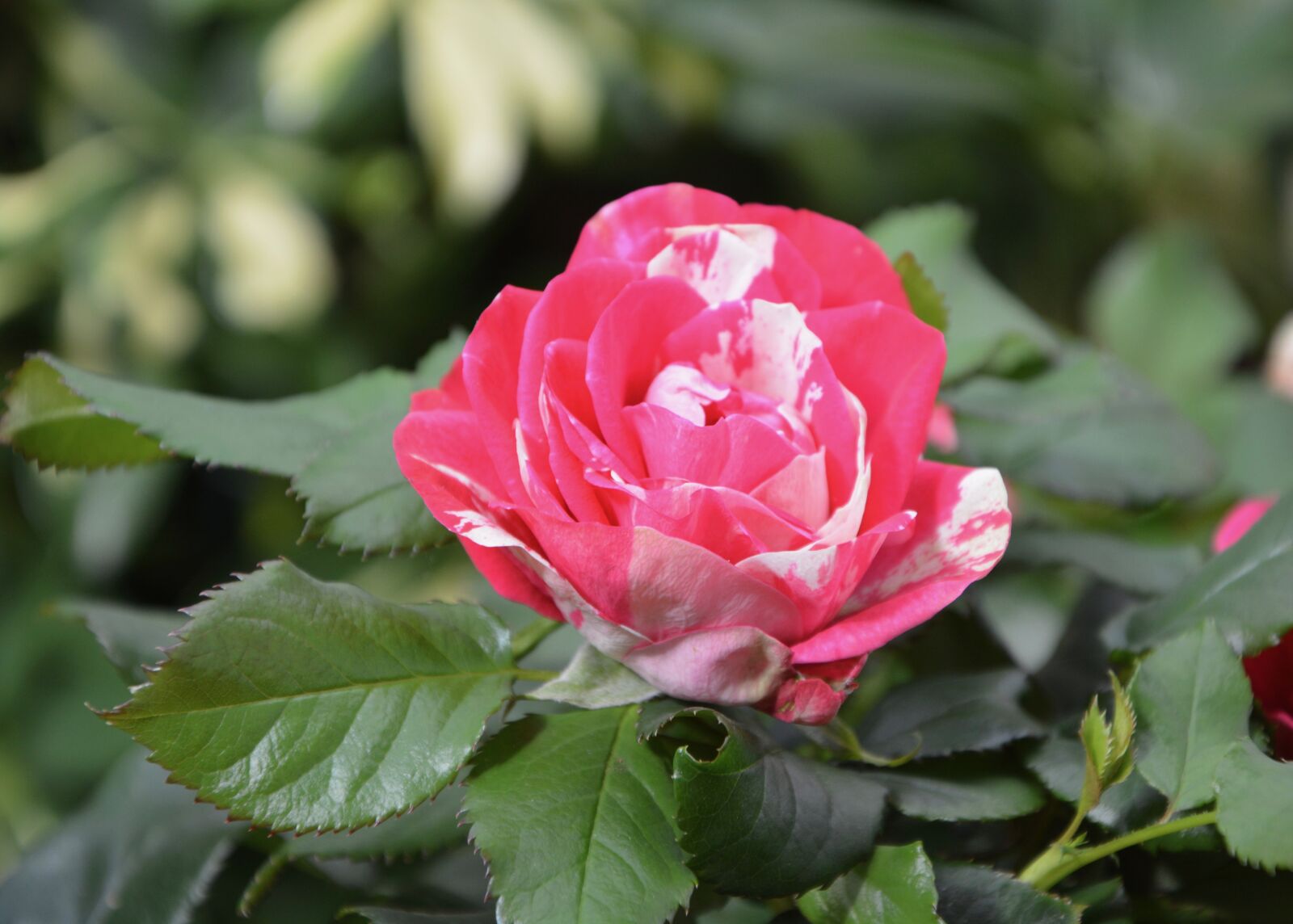 Nikon D5200 sample photo. Flower, pretty, color photography