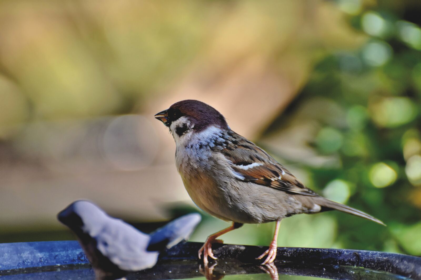 Nikon D7200 sample photo. Sparrow, sperling, bird photography