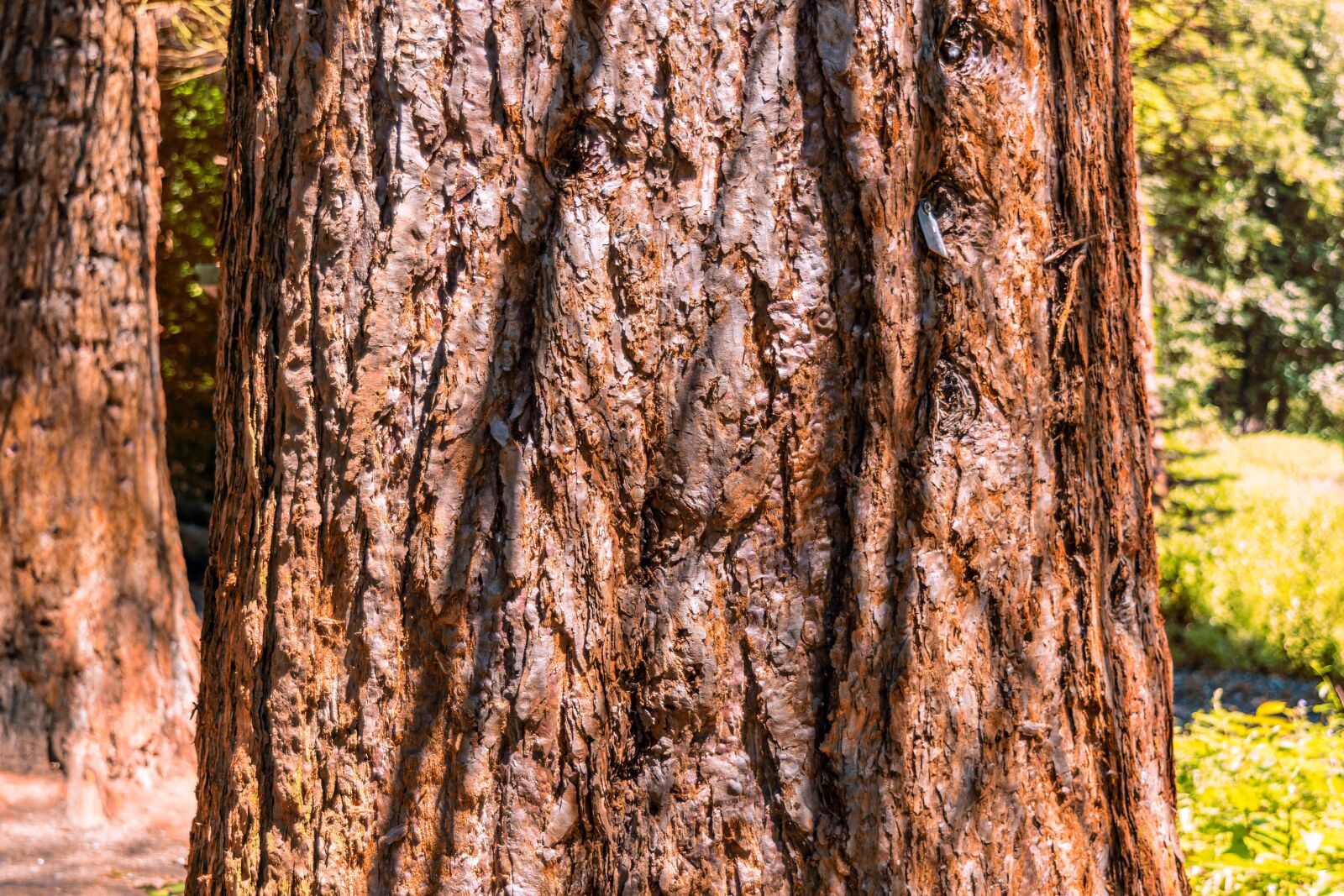 Nikon D3300 sample photo. Tree, sequoia, forest photography