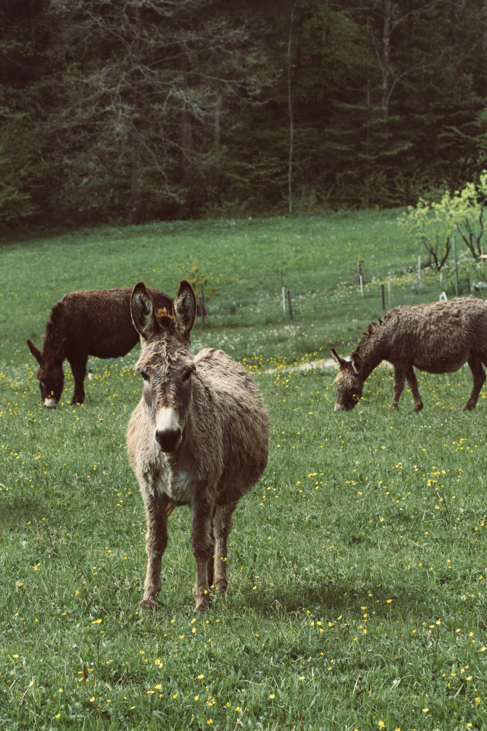 Sony E PZ 18-105mm F4 G OSS sample photo. Donkey, farm, animal photography
