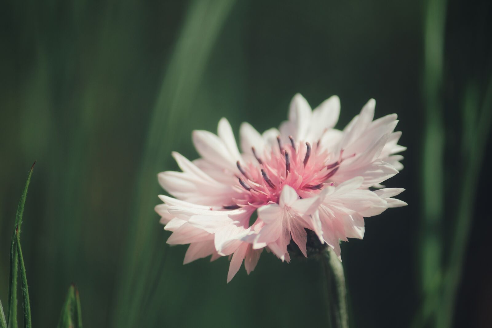 Canon EOS 1200D (EOS Rebel T5 / EOS Kiss X70 / EOS Hi) sample photo. Cornflower, pink, nature photography