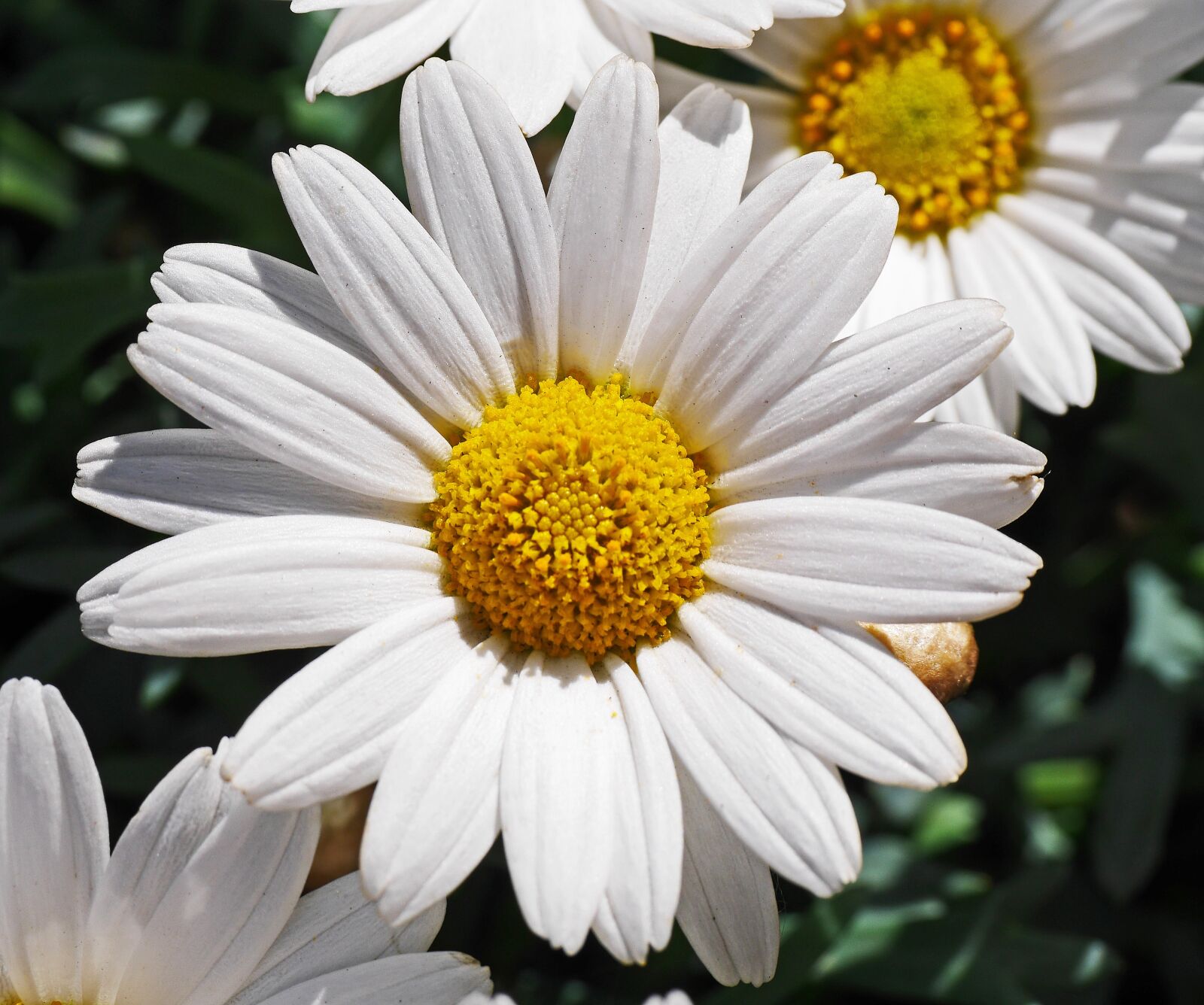 Panasonic Lumix DMC-GH3 sample photo. Marguerite, blossom, bloom photography
