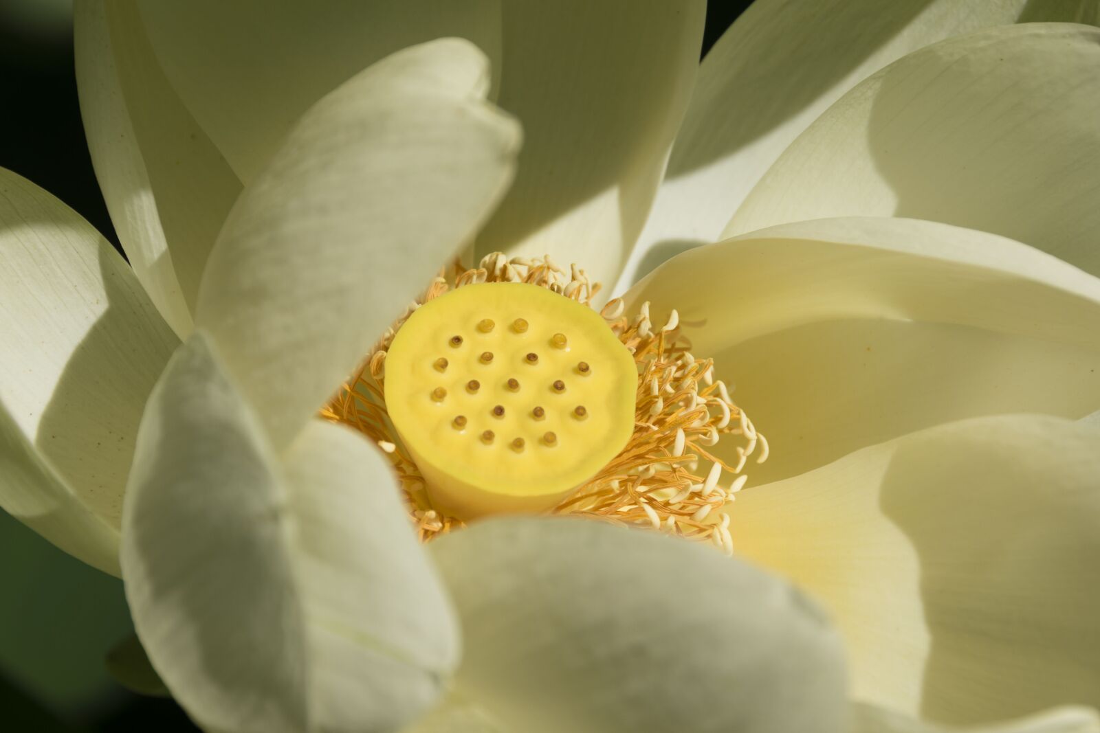 Nikon D5600 sample photo. Flower, lotus, heart photography