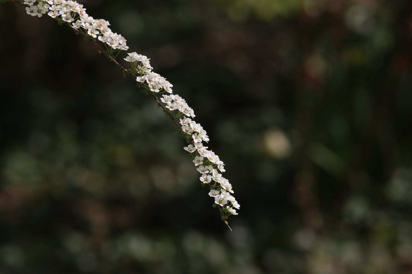 Canon EOS 90D sample photo. Meadowsweet, plant, nature photography