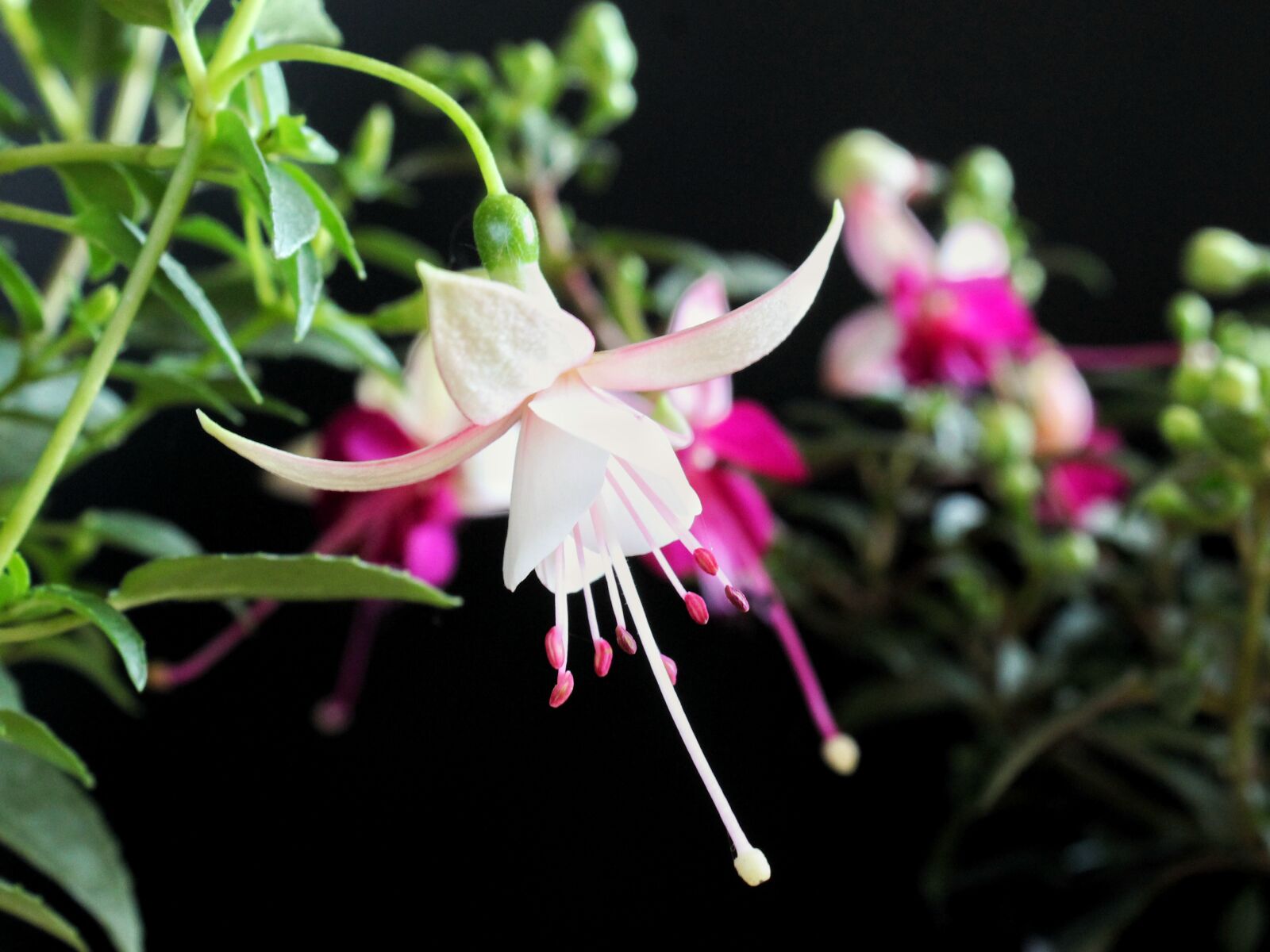 Canon EOS 1300D (EOS Rebel T6 / EOS Kiss X80) sample photo. Fuchsia, white, flower photography