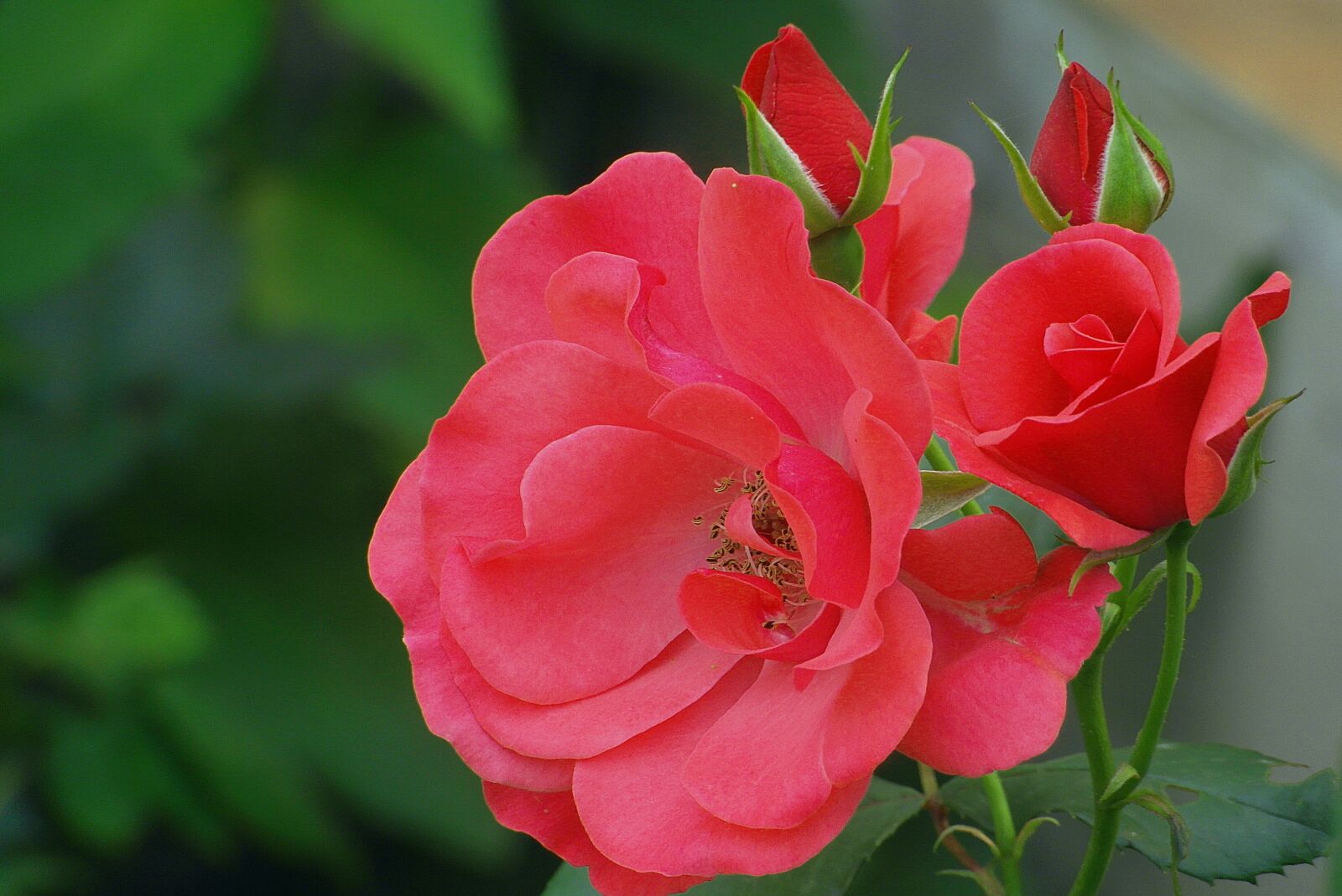 Samsung WB750 sample photo. Roses, red, the buds photography
