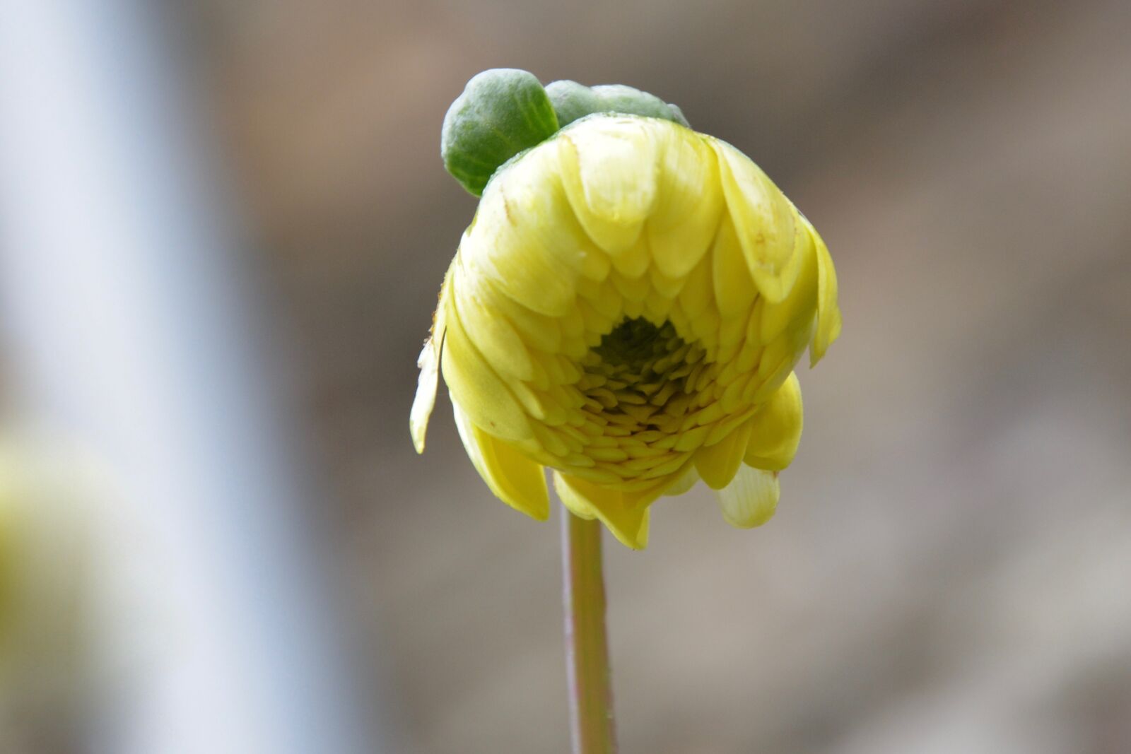 Nikon D5200 sample photo. Button flower, botanical flora photography