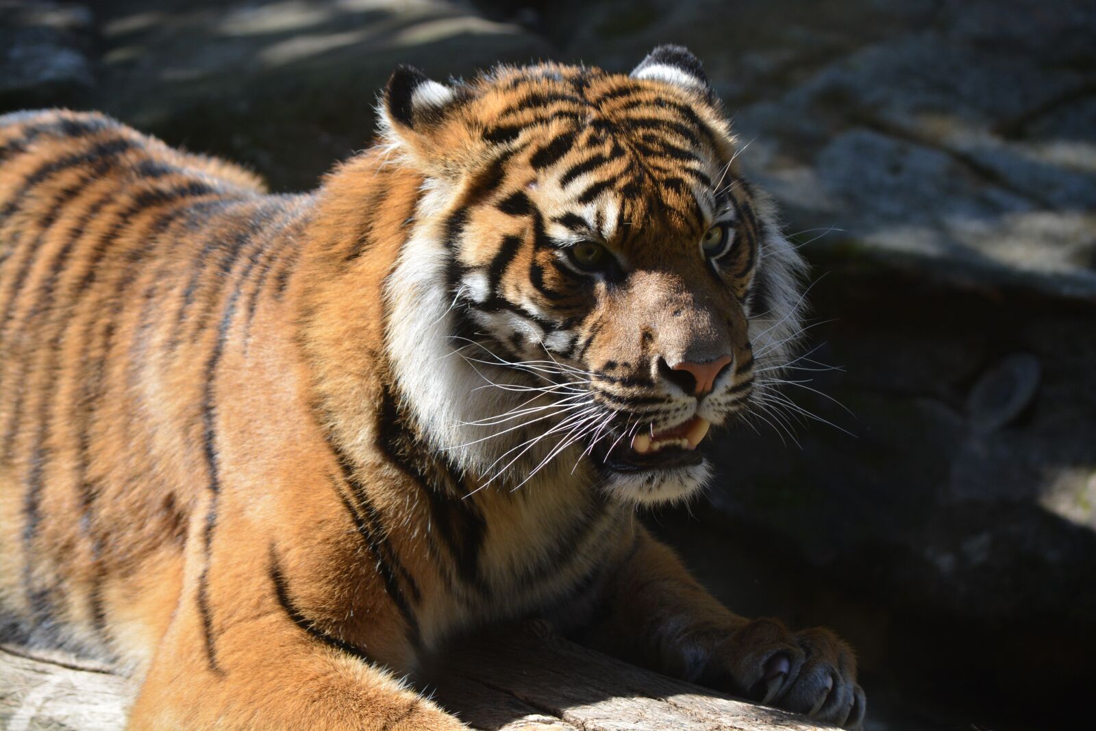 Nikon D5200 sample photo. Tiger, big cat, animal photography
