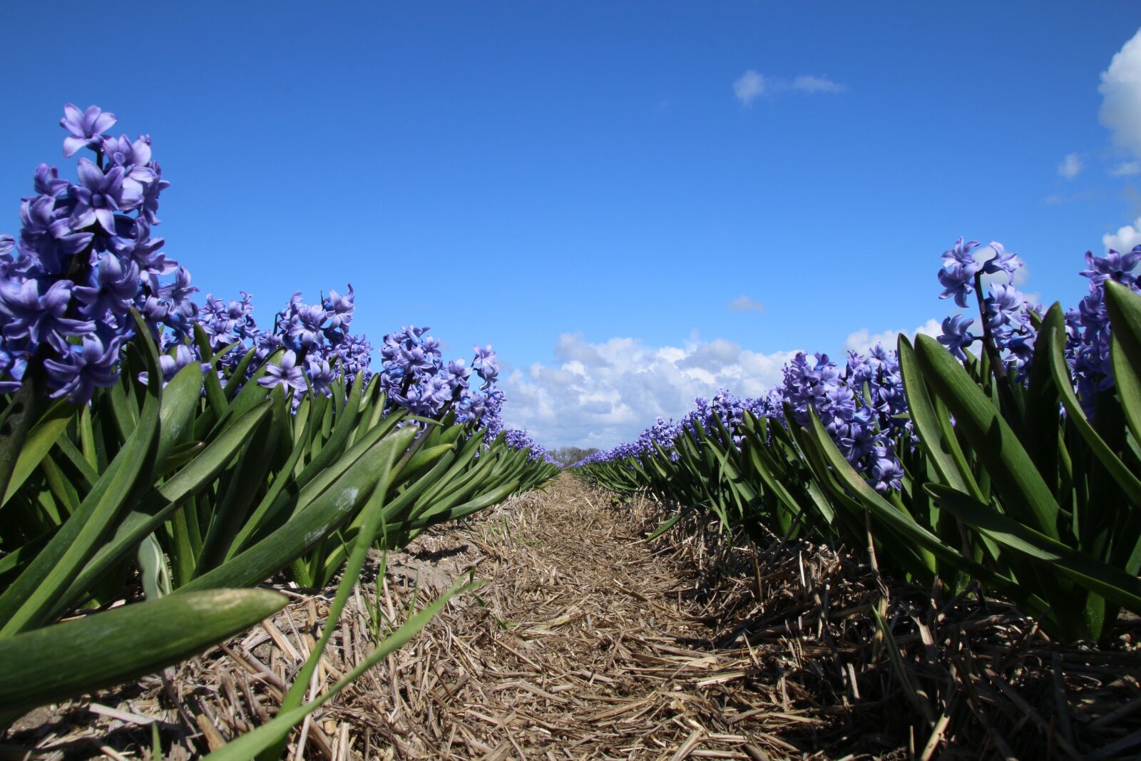 Canon EOS 70D sample photo. Hyacinths, flowers, hyacinth photography
