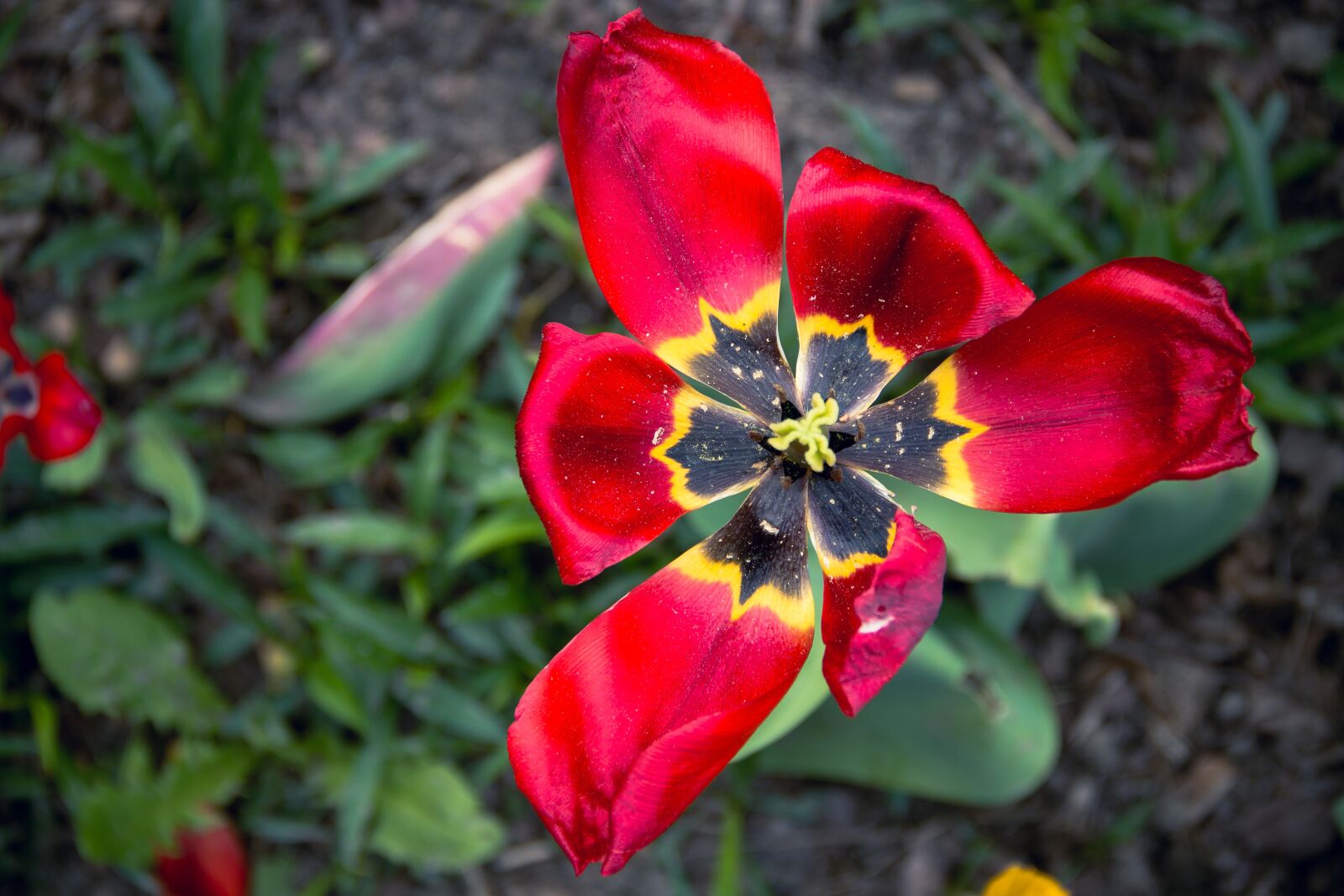 Canon EF-S 18-135mm F3.5-5.6 IS sample photo. Tulip, flower, nature photography