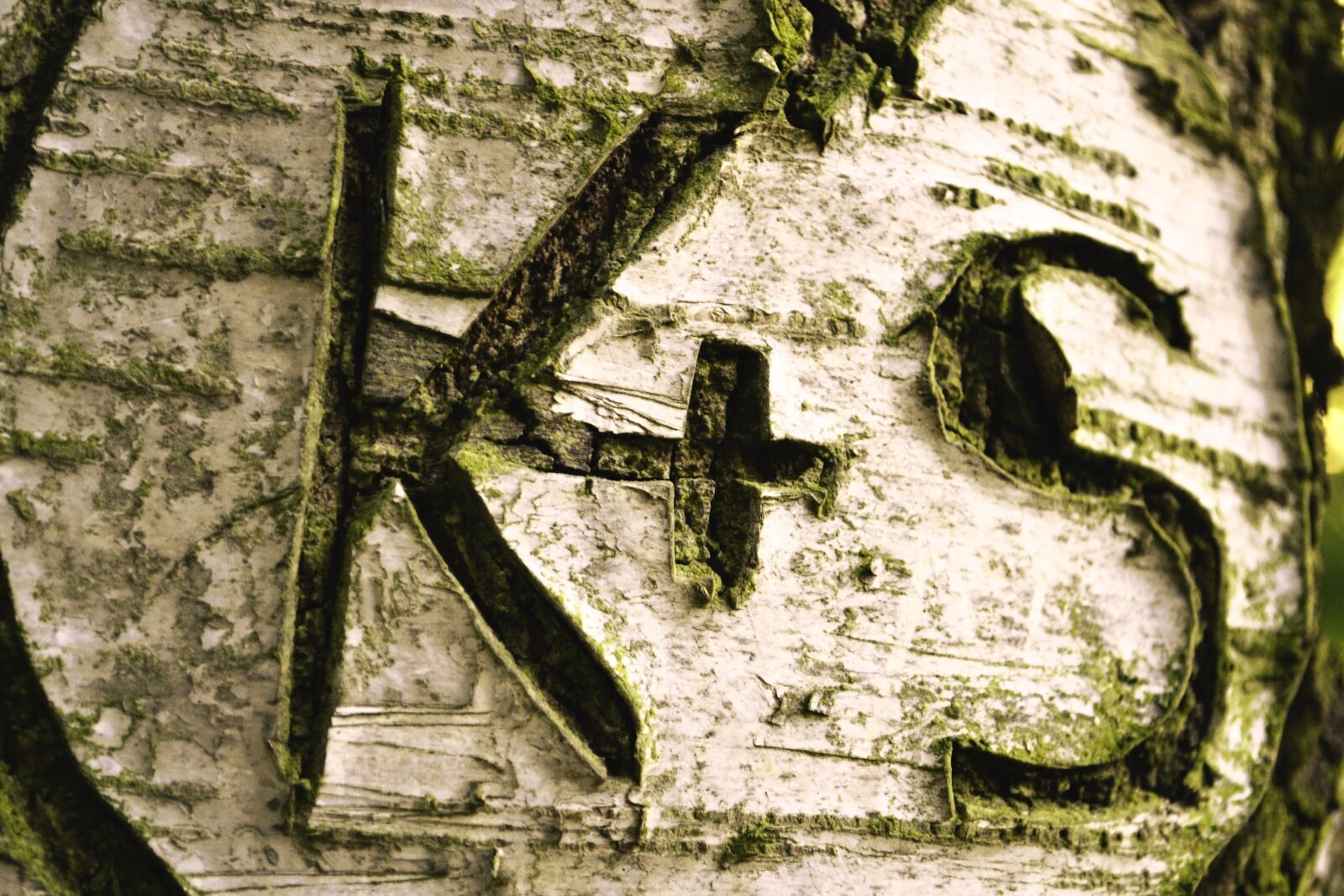 Nikon D3100 sample photo. Love, carve, tree photography