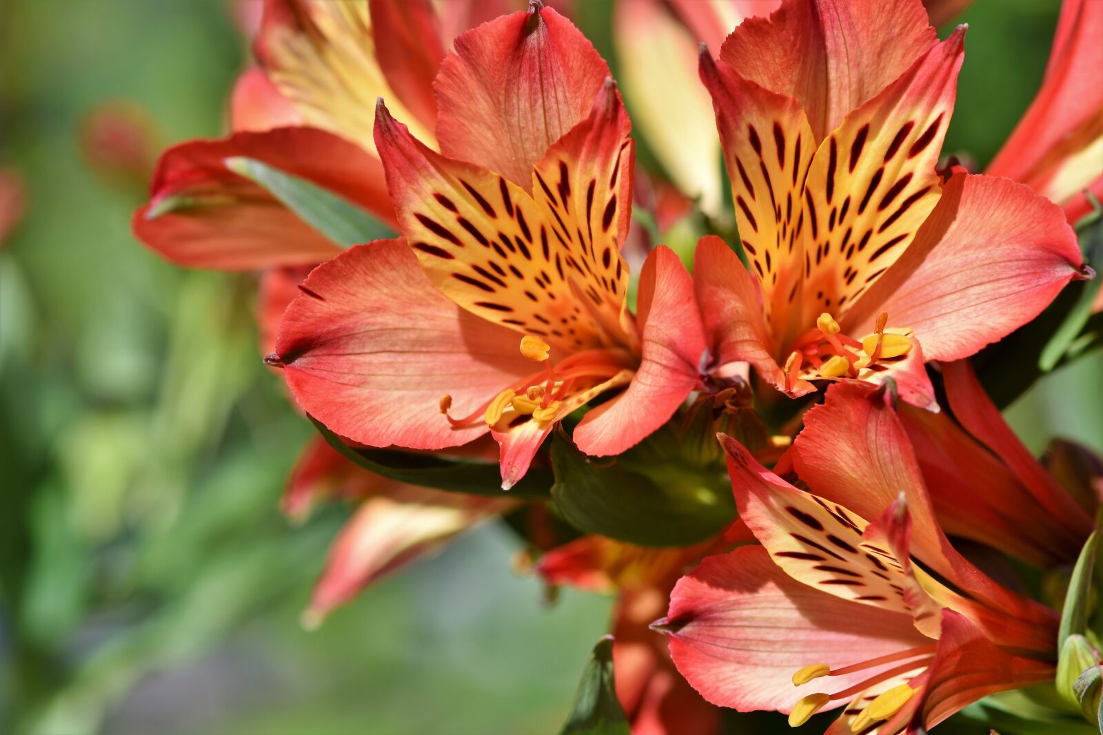 Nikon D7200 sample photo. Rhododendron, rhododendron buds, rhododendron photography