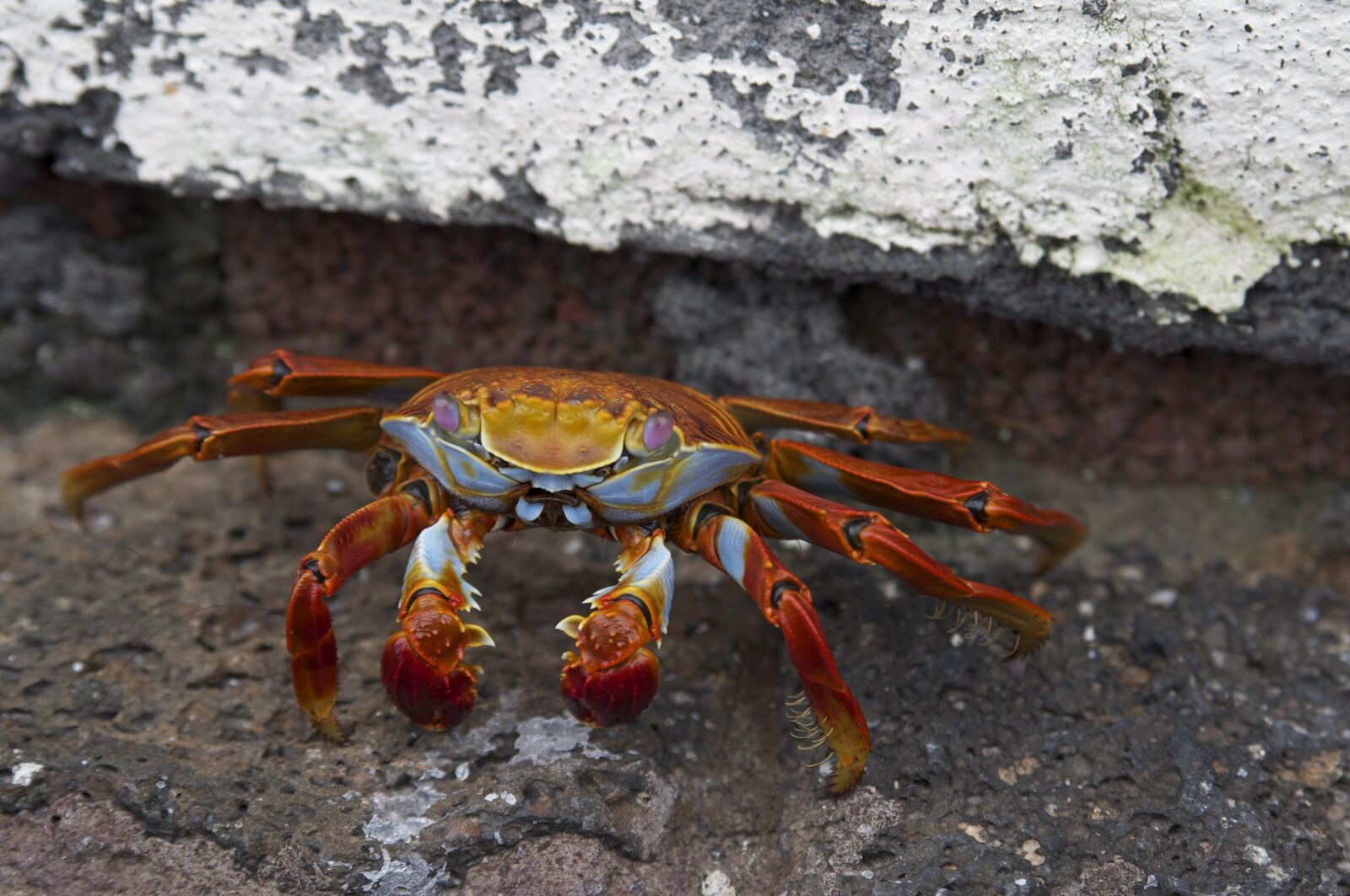 Pentax K-x sample photo. Crab, crustacean, evertebrat photography