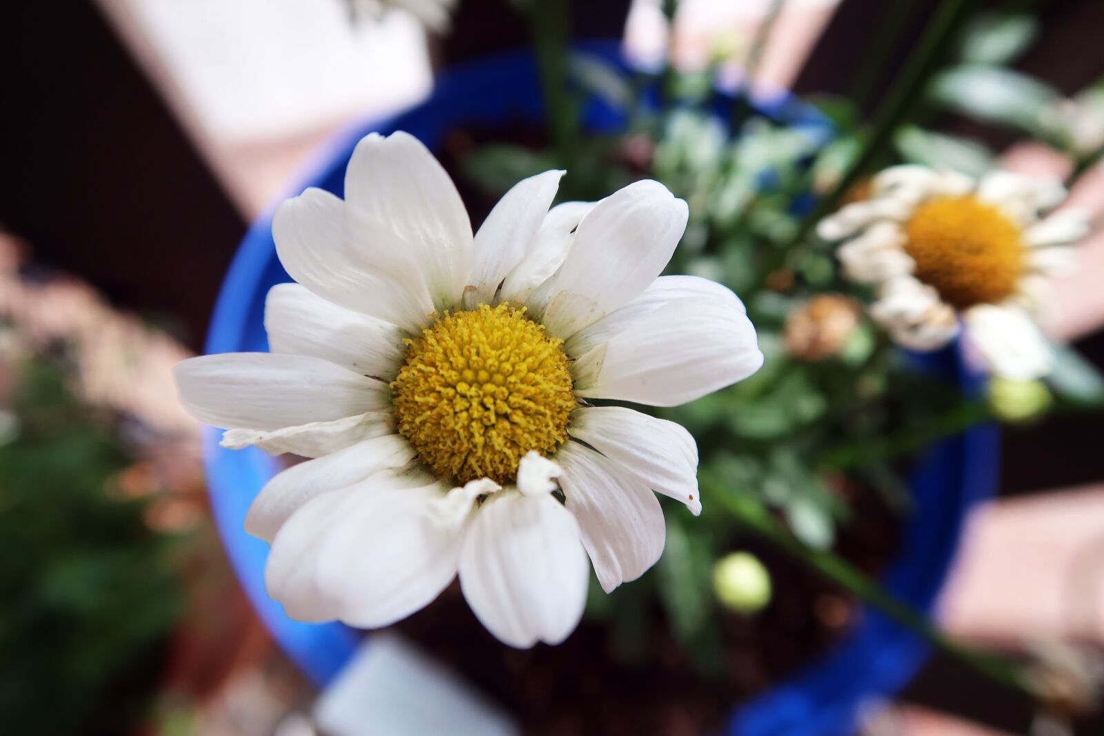 Canon PowerShot G7 X Mark II sample photo. Daisy, garden, spring photography