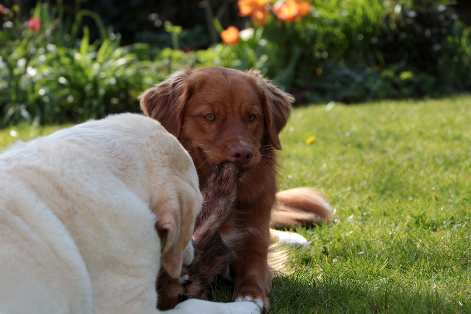 Canon EOS 7D Mark II sample photo. Dogs, play, toller photography