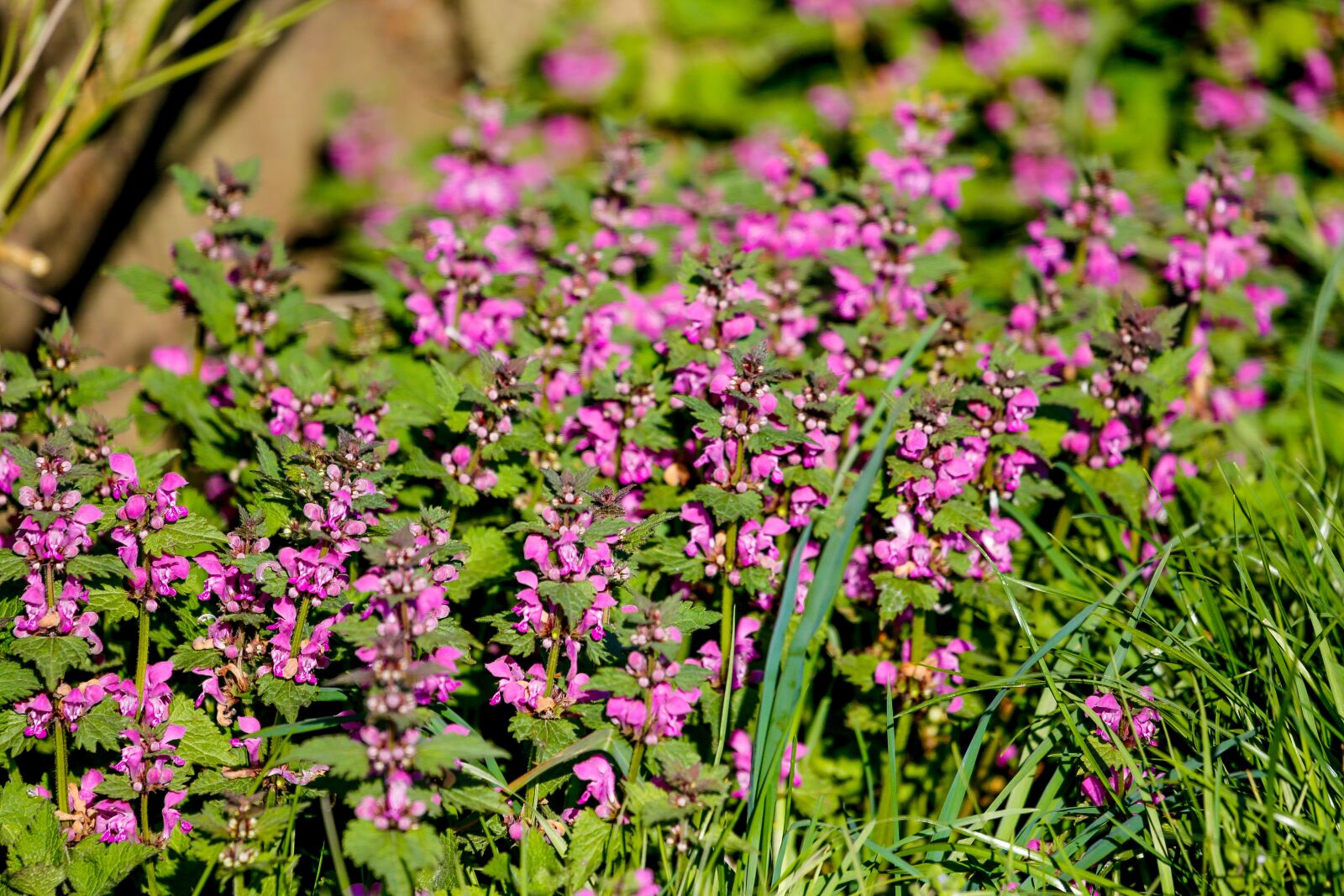 Canon EF 100-400mm F4.5-5.6L IS USM sample photo. Flowers, plant, spring photography