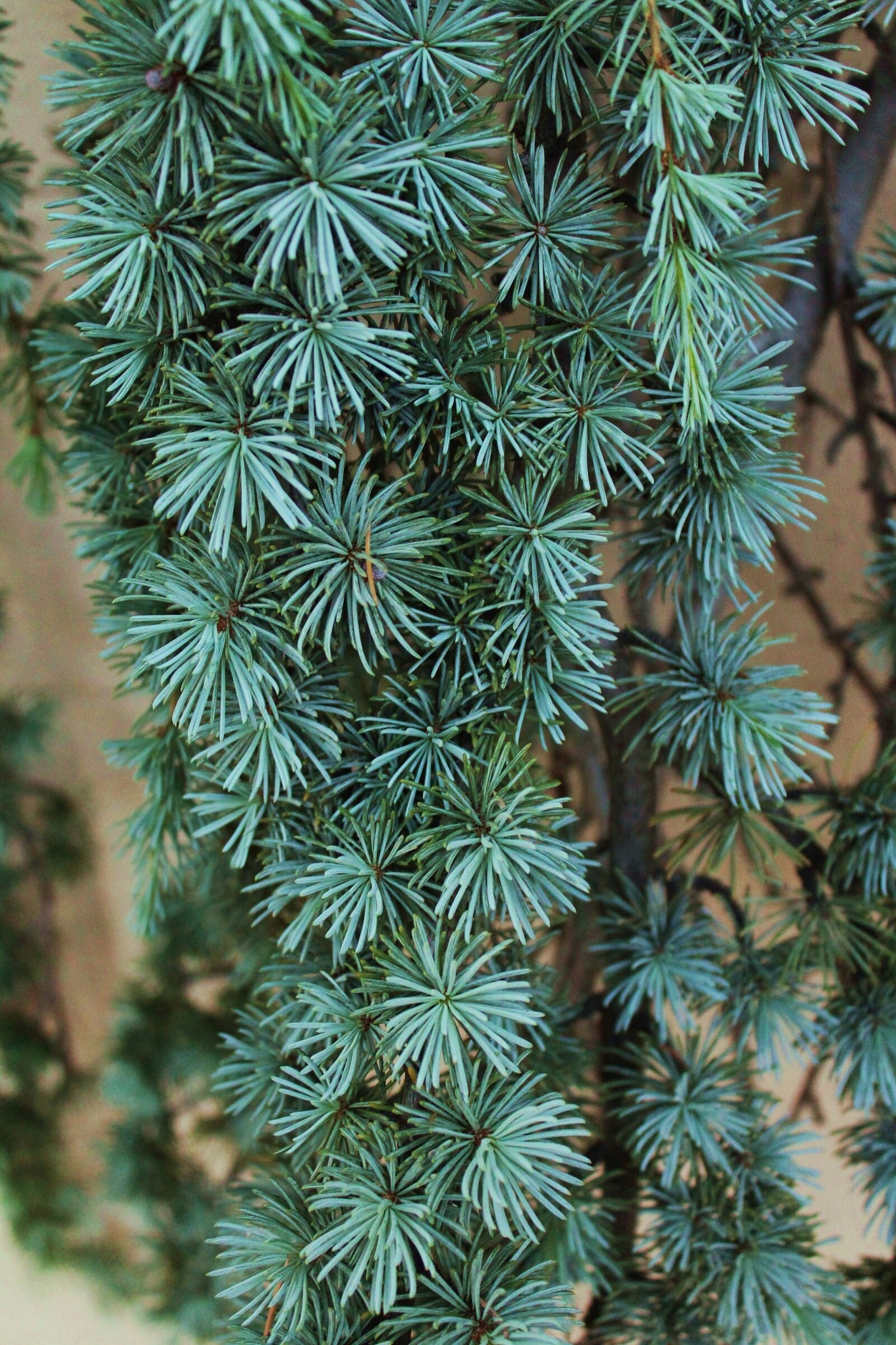 Canon EOS 1100D (EOS Rebel T3 / EOS Kiss X50) sample photo. Pine tree, weeping tree photography