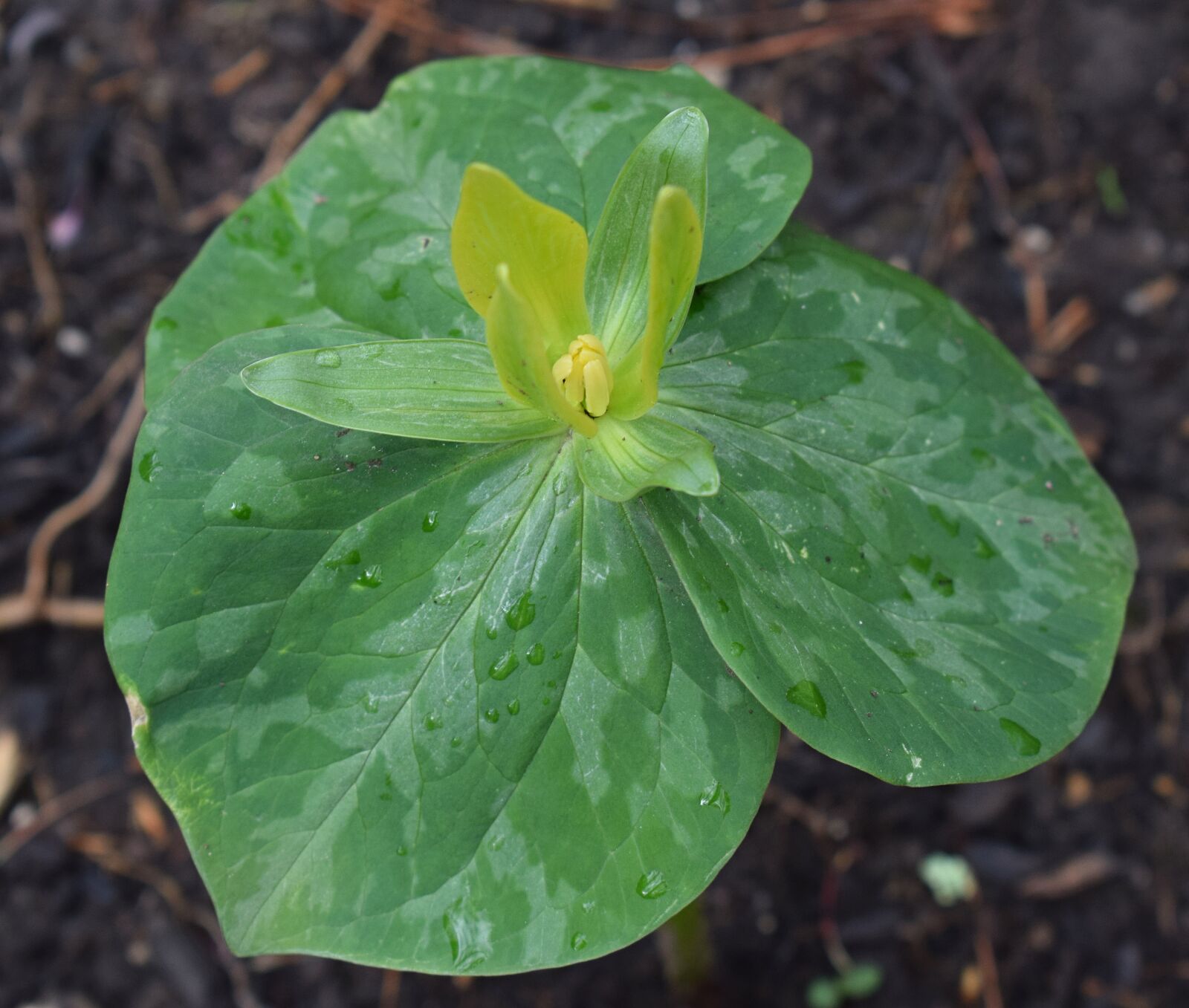 Nikon D3300 sample photo. Yellow trillium, wildflower, flower photography