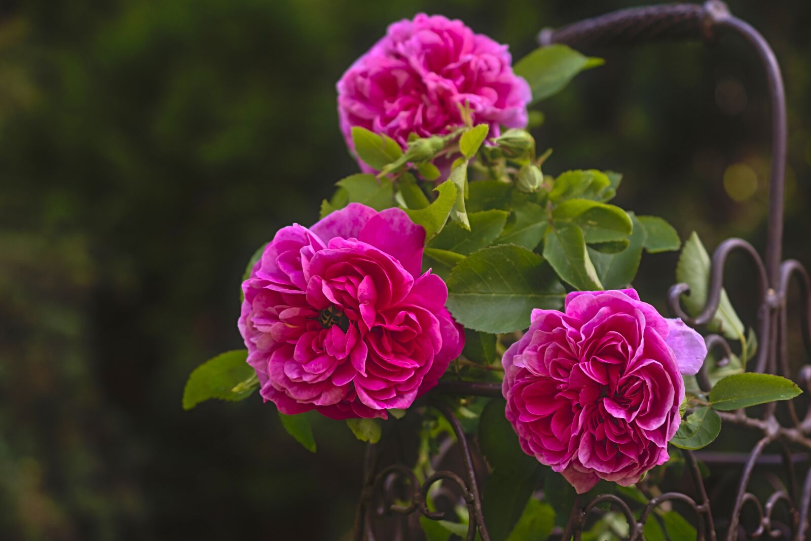 Nikon D5600 sample photo. Rose basket, roses, rose photography
