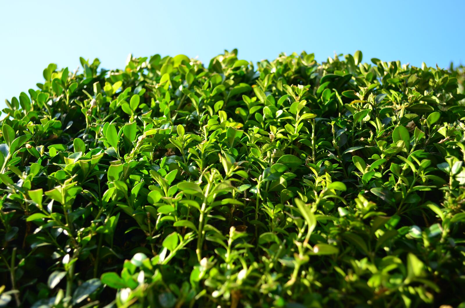 Nikon D5100 sample photo. Boxwood, foliage, evergreen photography