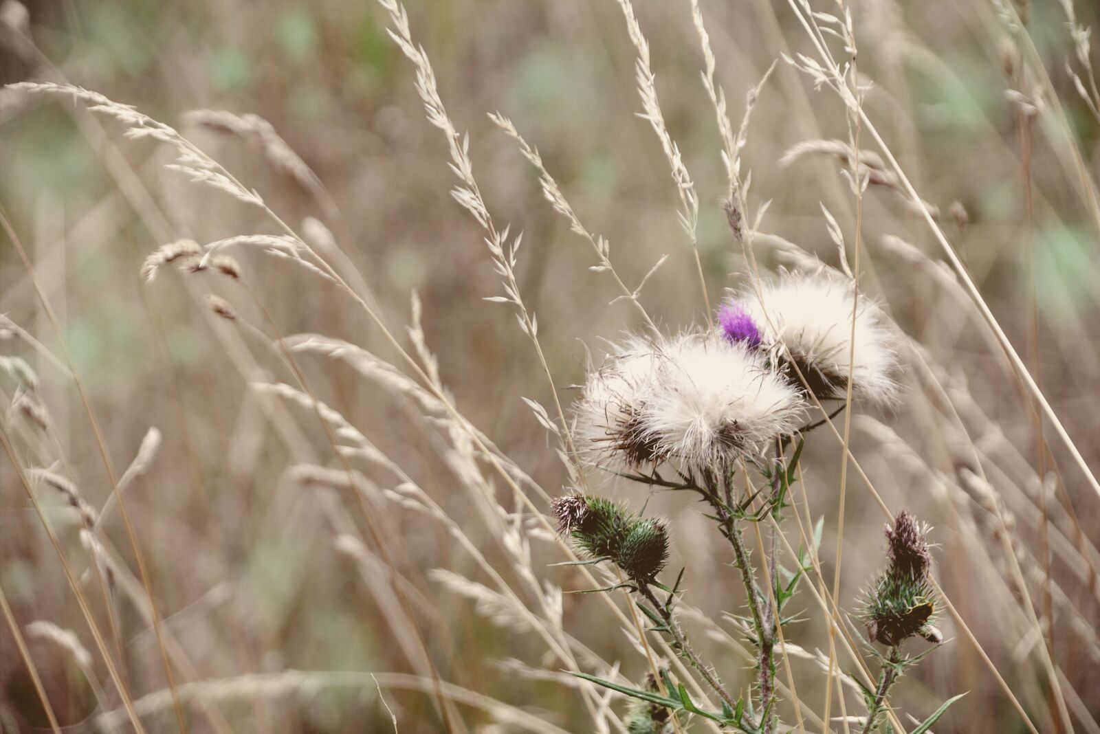 Nikon D610 sample photo. Grasses, field, thistle photography