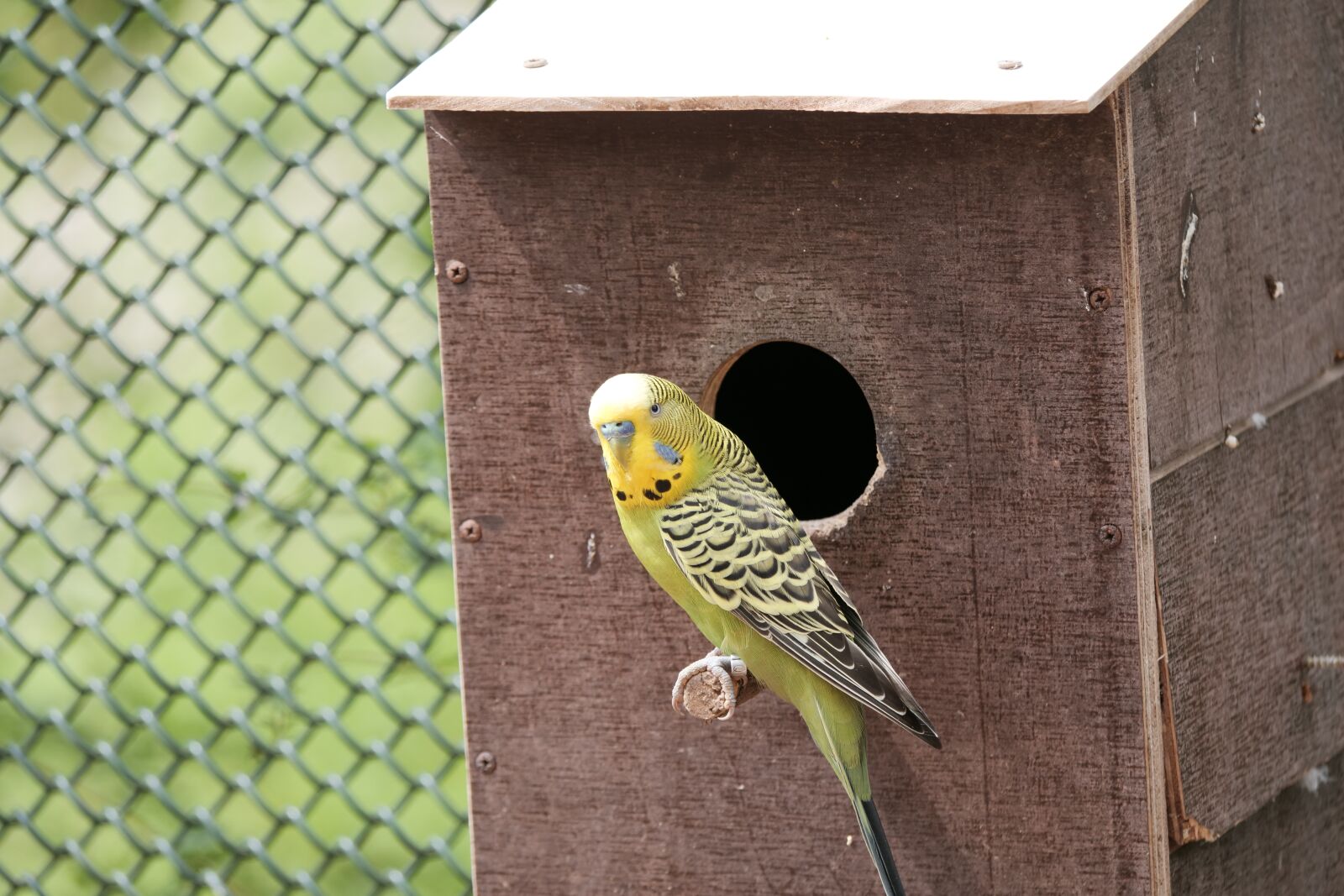 Panasonic Lumix DC-G9 sample photo. Budgie, parakeet, birds photography