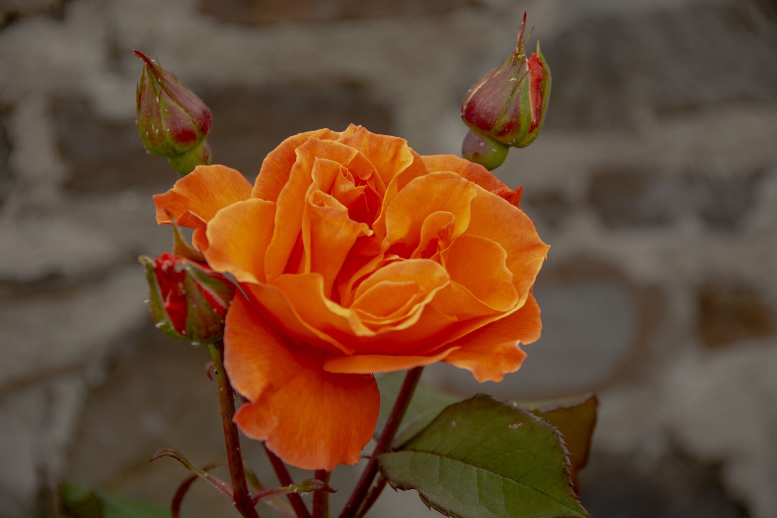 Nikon D5200 sample photo. Rose, flower, bloom photography