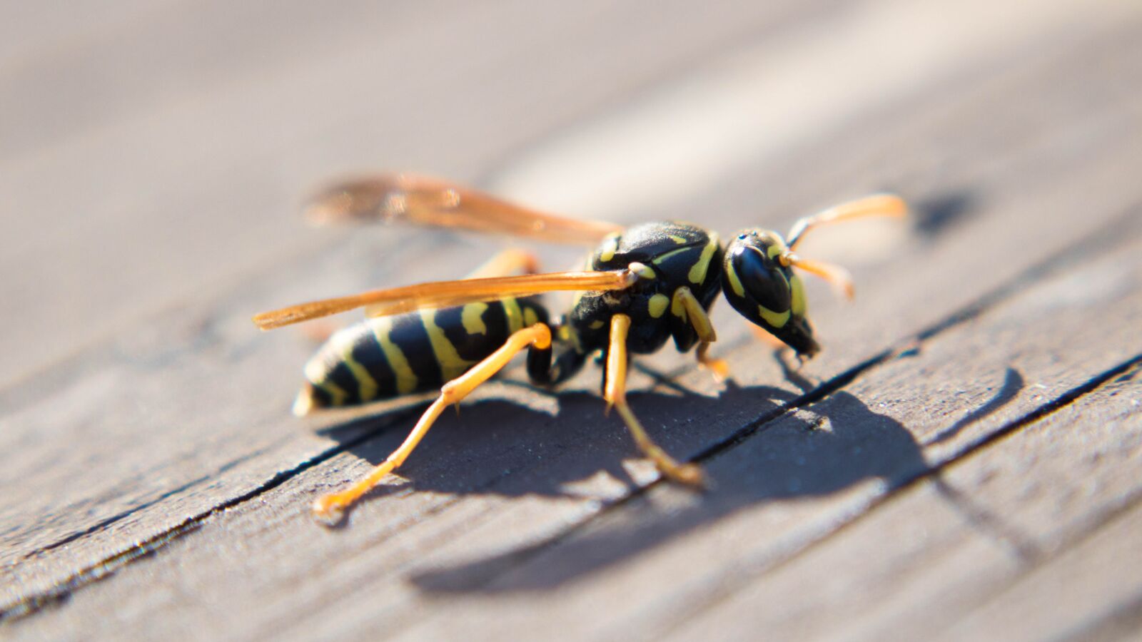 Canon EOS 750D (EOS Rebel T6i / EOS Kiss X8i) sample photo. Wasp, hornet, macro photography