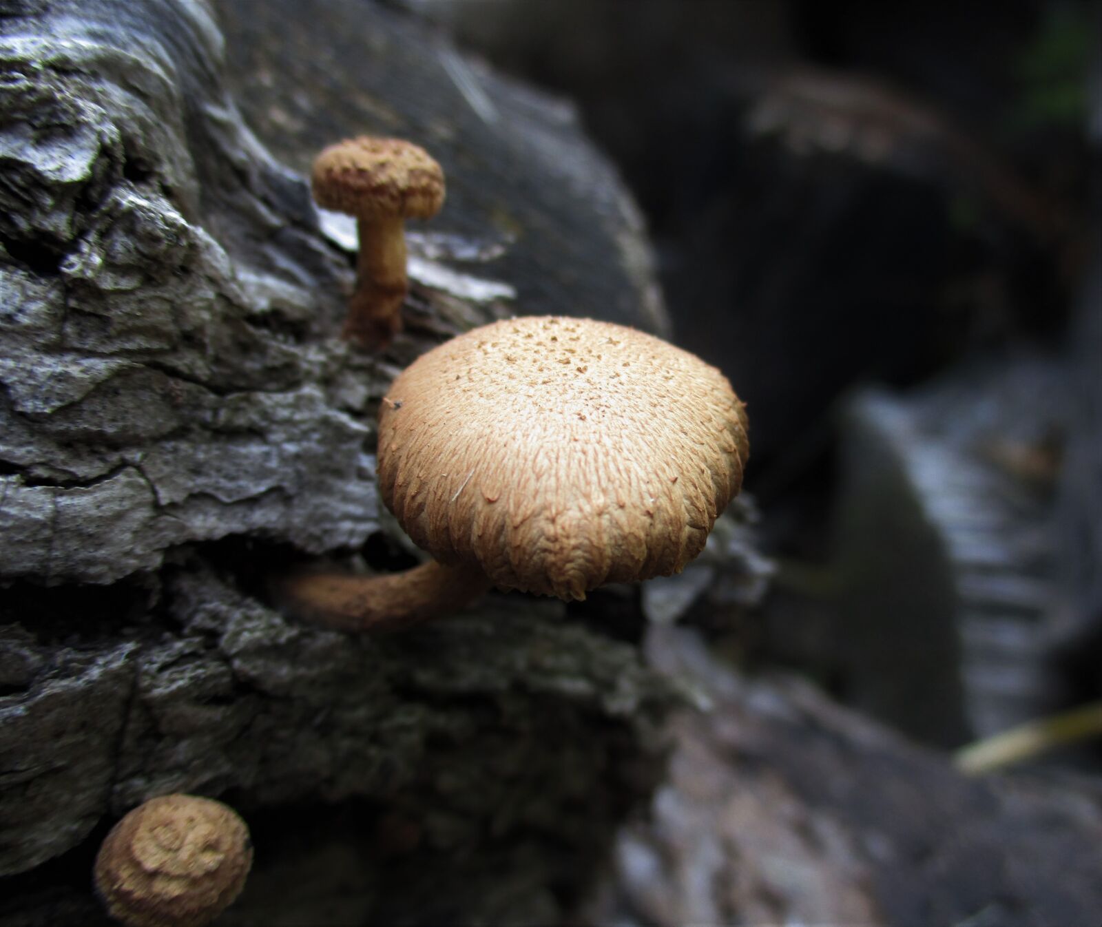 Canon PowerShot ELPH 180 (IXUS 175 / IXY 180) sample photo. Mushroom, close-up, nature photography