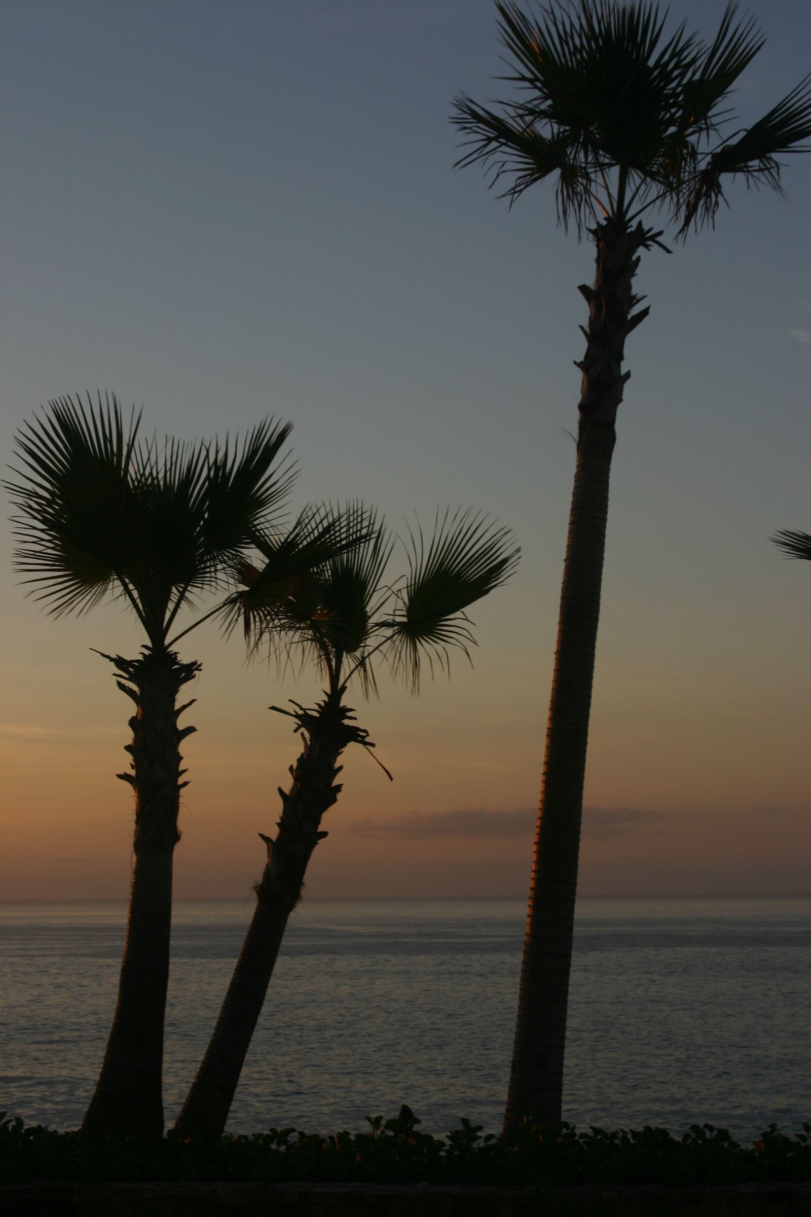 Canon EOS 300D (EOS Digital Rebel / EOS Kiss Digital) sample photo. Palm, trees, ocean photography