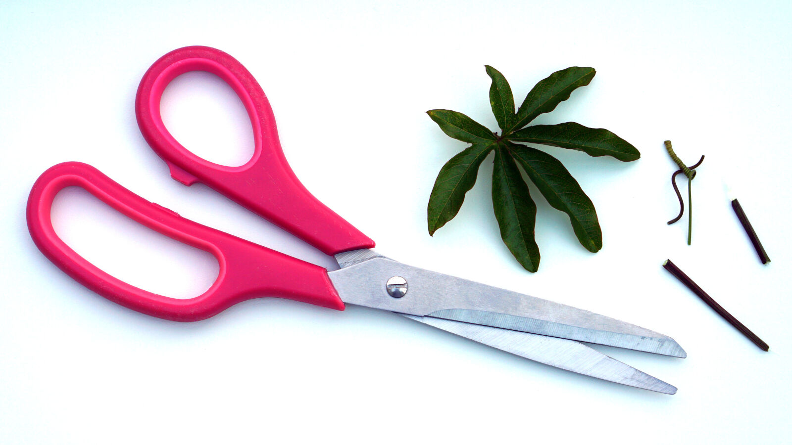 Sony a6000 sample photo. Red, scissors, near, green photography