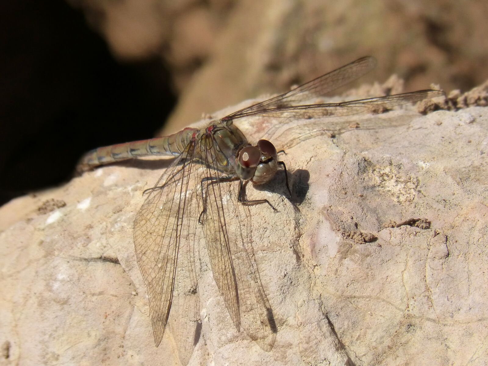 Panasonic DMC-FZ62 sample photo. Dragonfly, annulata trithemis, rock photography