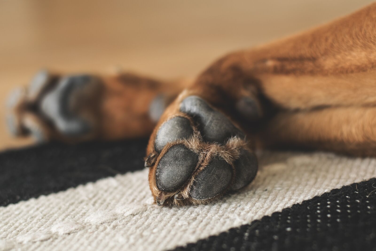 Nikon D5300 sample photo. Paws, dog, pet photography