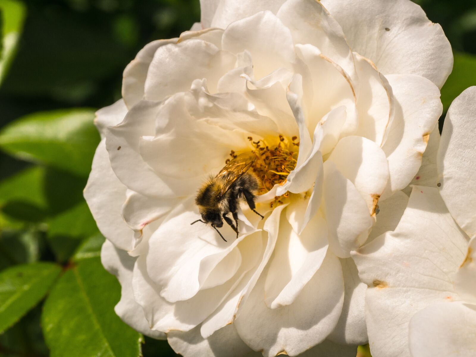 Panasonic DMC-G81 sample photo. Flower, rose, nature photography