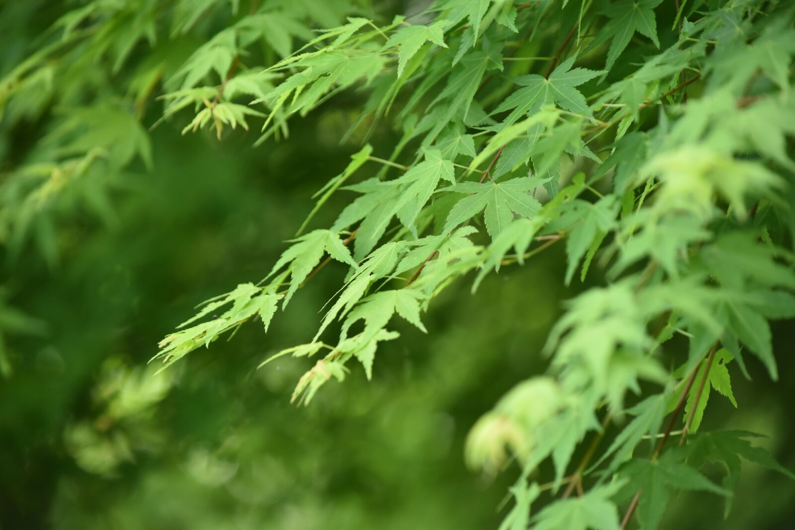 Nikon D5500 sample photo. Autumnal leaves, green, summer photography