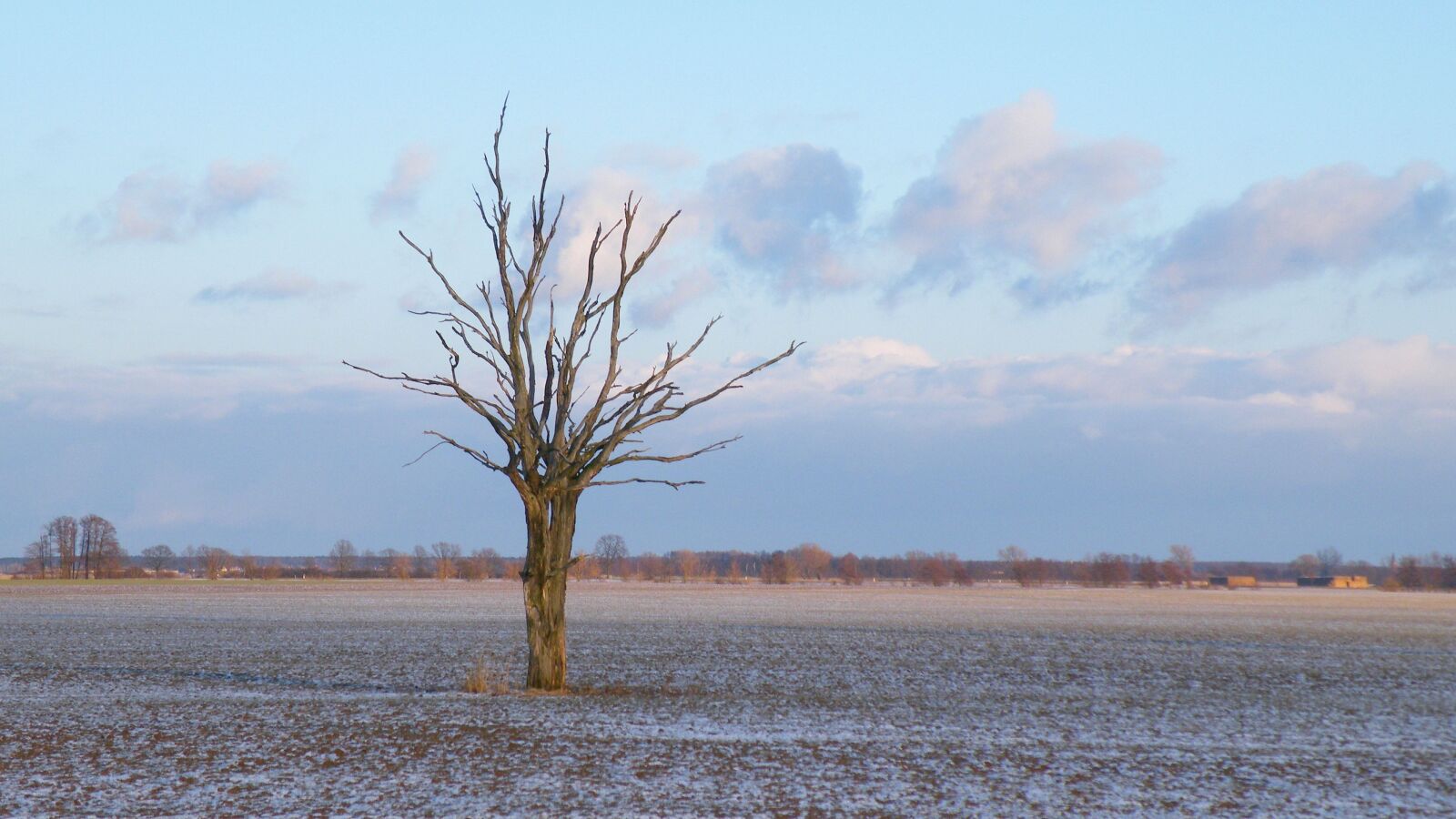 Fujifilm FinePix S8100fd sample photo. Landscape, winter, tree photography