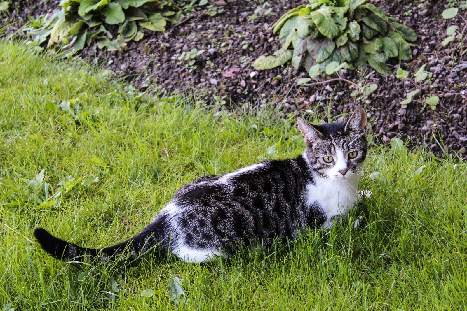 Canon EOS 1200D (EOS Rebel T5 / EOS Kiss X70 / EOS Hi) sample photo. Cat, tabby, tabby cat photography
